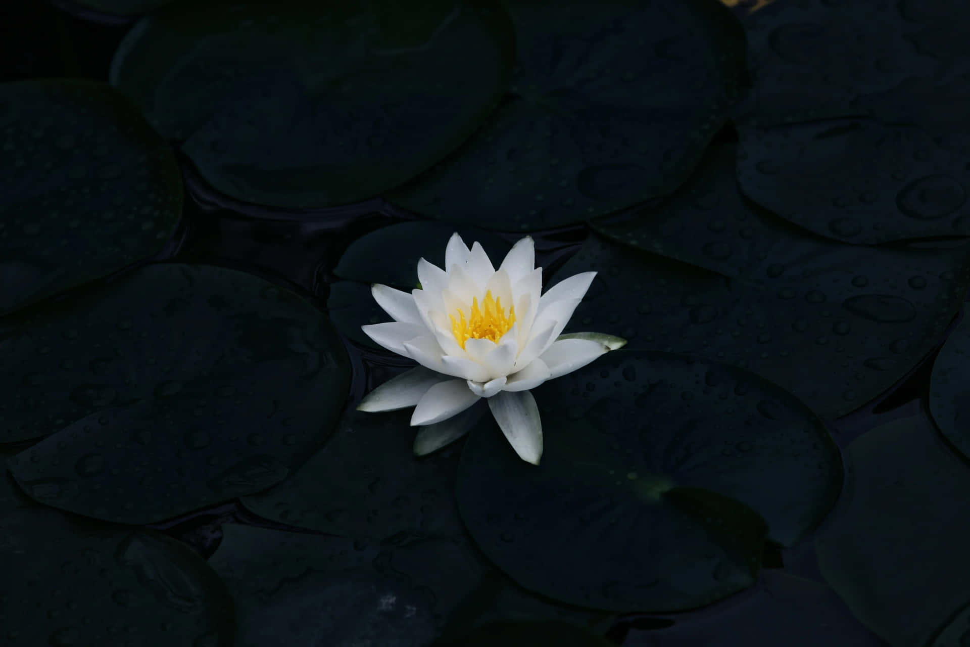 白色睡蓮，黃色花心，漂浮在深色睡蓮葉上。