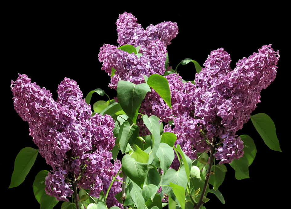 盛開的紫丁香花叢 壁紙