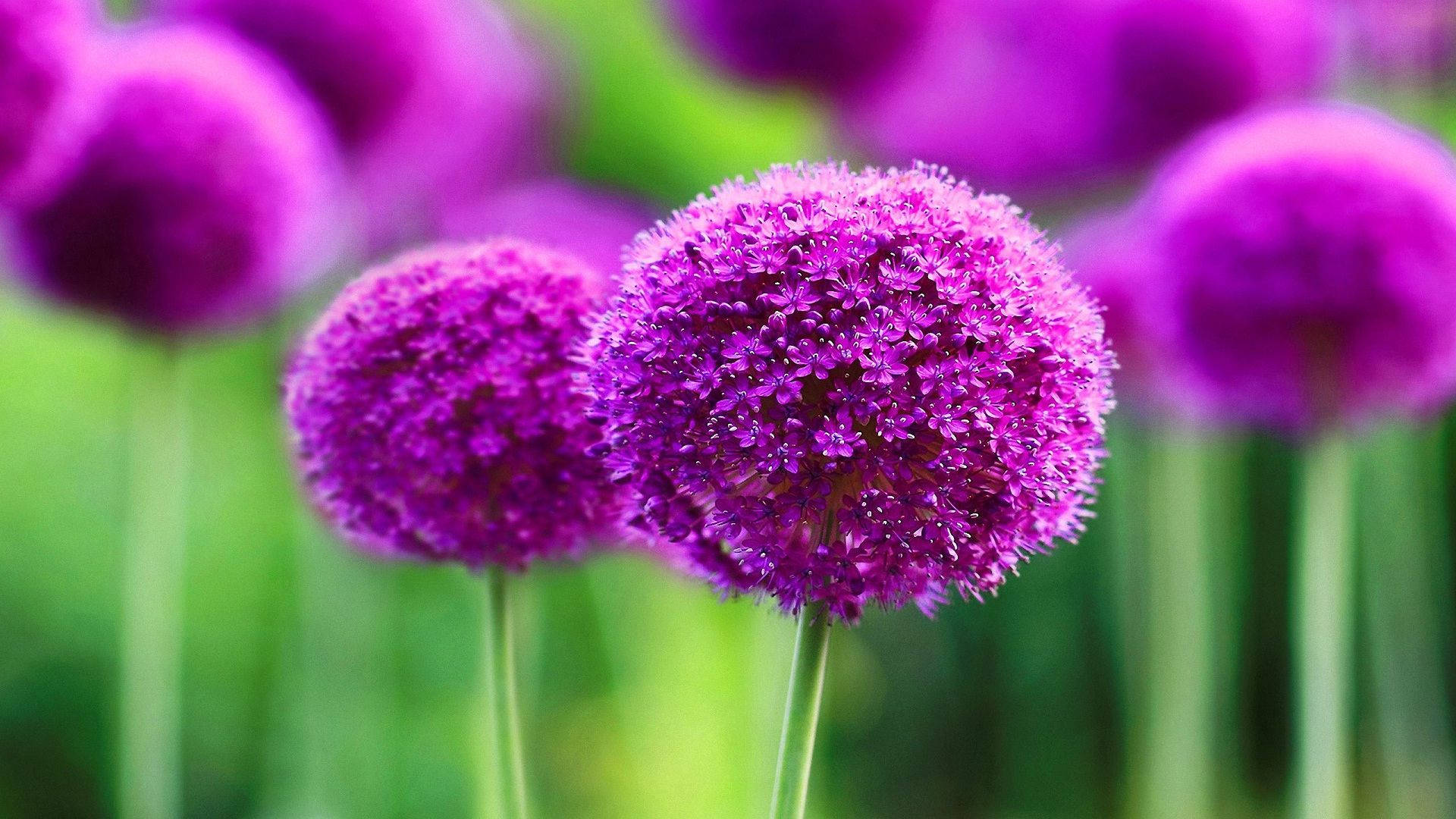 綠色花園中紫色蔥花的特寫。