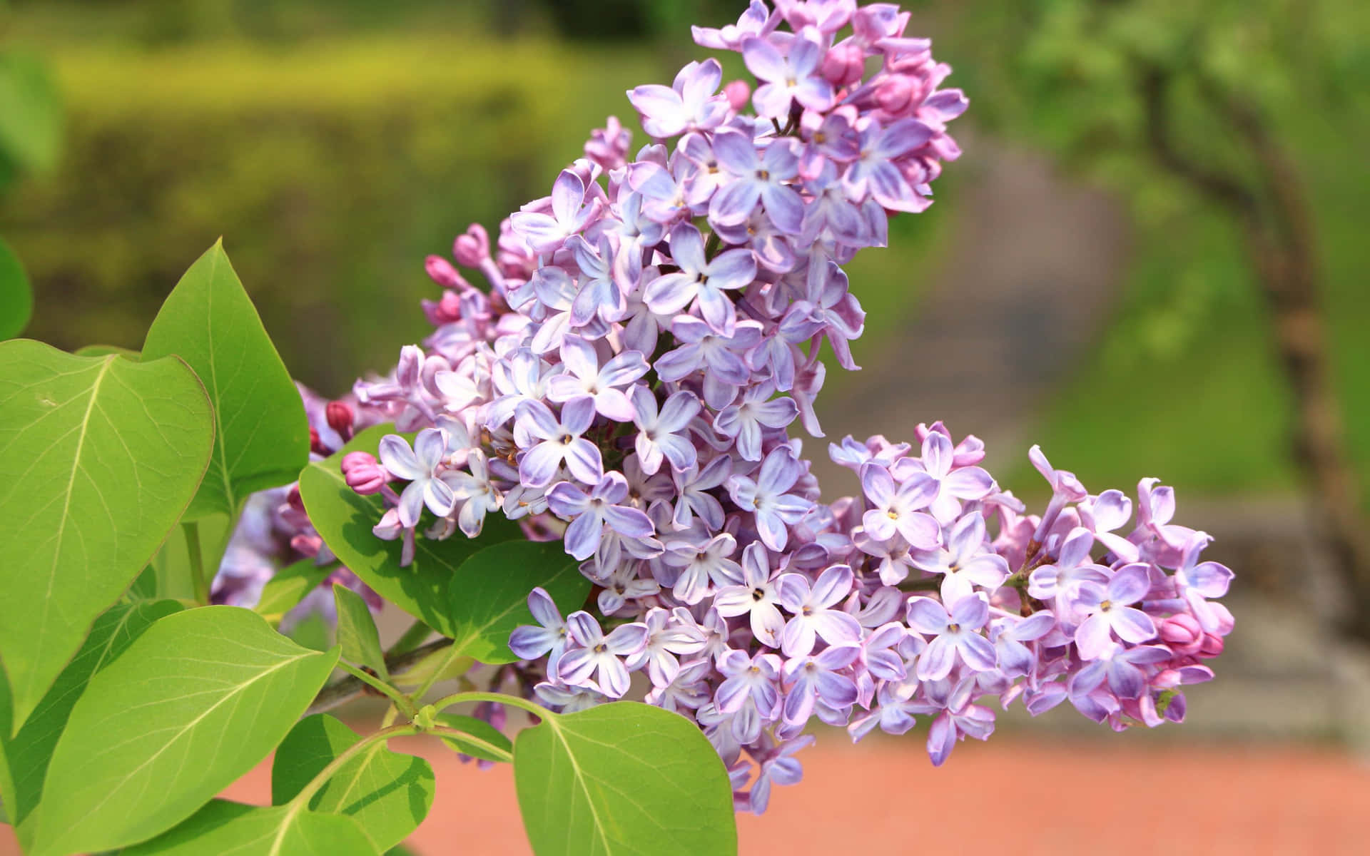 花園環境中的紫色丁香花和綠葉。