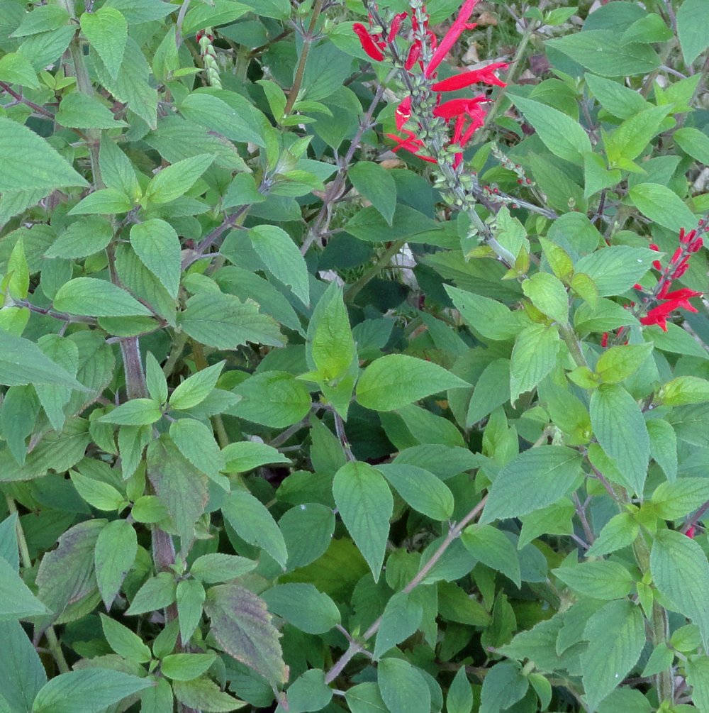 盛開的菠蘿 sage 植物 壁紙 — 鮮紅色的鼠尾草花在陽光普照的花園場景中，在茂密的綠葉間盛開。