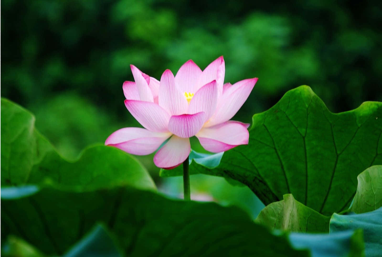 盛開的蓮花 壁紙 — 一朵嬌嫩的粉紅蓮花在寧靜的池塘中，於大片綠色睡蓮葉間優雅綻放。