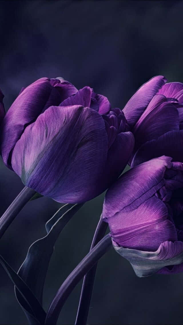 盛開的鬱金香花田 壁紙 — 深紫色鬱金香帶有天鵝絨般的花瓣，在黑暗陰鬱的背景中戲劇性地綻放，呈現戲劇性的特寫。