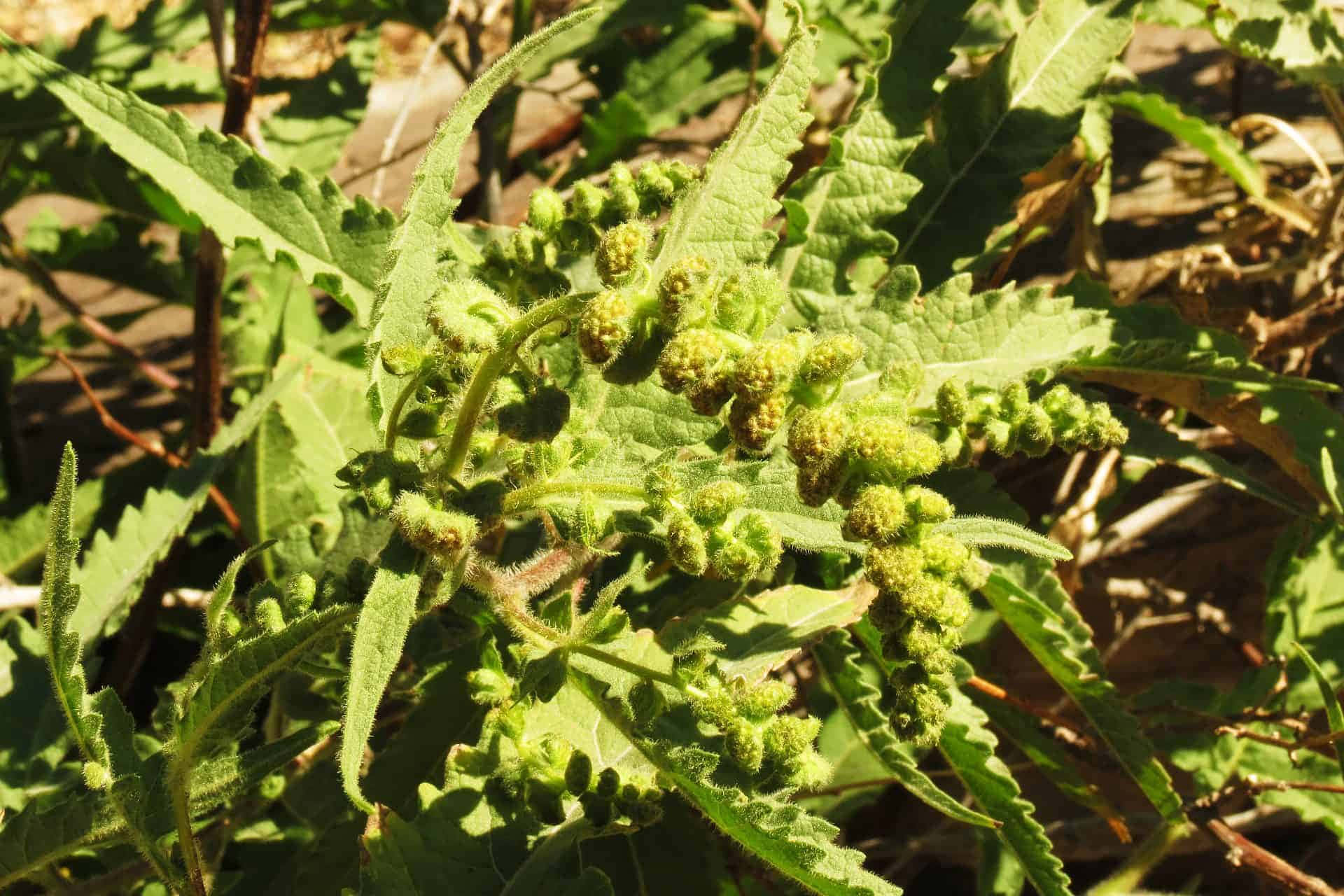 盛開的黃色豚草花田 壁紙 — 陽光照射下的綠色植物，帶有鋸齒狀葉片和絨毛狀花蕾簇，在自然戶外環境中生長。