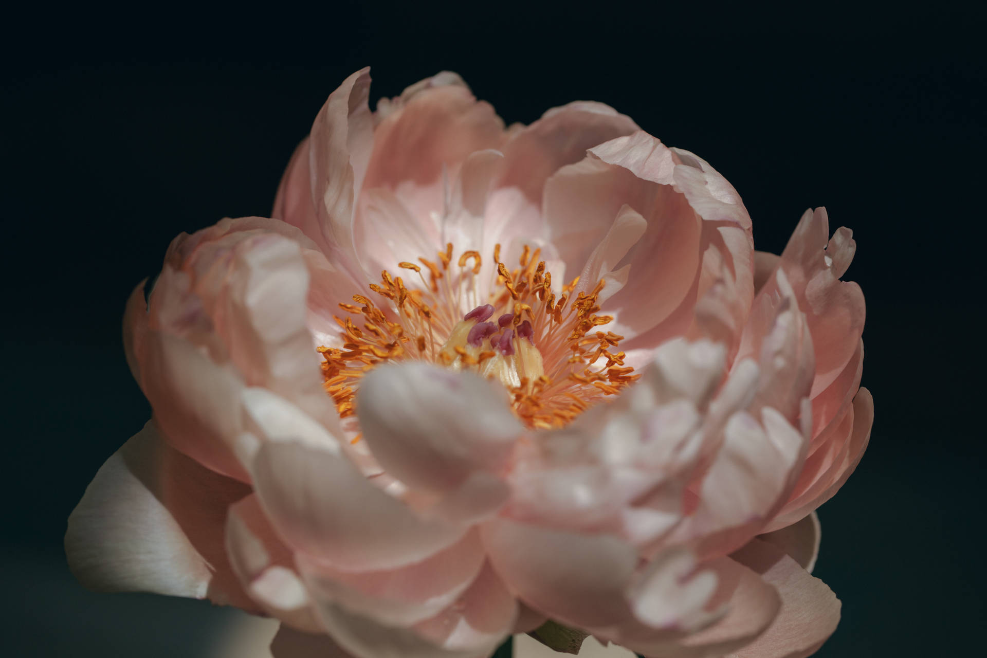 特寫一朵粉紅色牡丹花，帶有金色雄蕊，背景為深色。