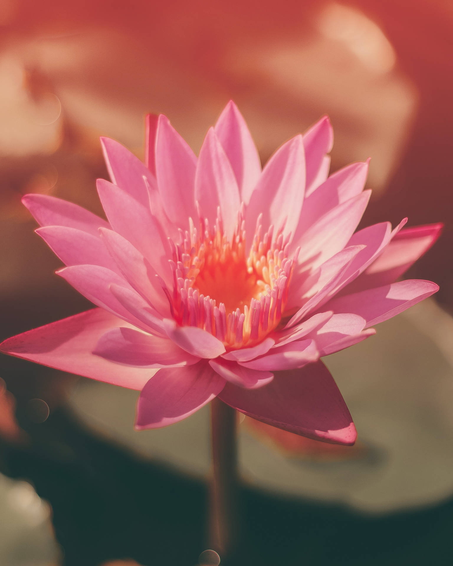 一朵粉紅色睡蓮在水中綻放，伴隨著柔和的陽光。