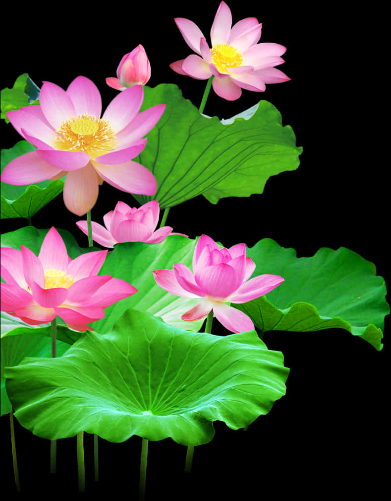 盛開蓮花與葉片 壁紙 — 鮮豔的粉紅色蓮花，黃色花心，在黑色背景襯托下，於大片綠葉間盛開。