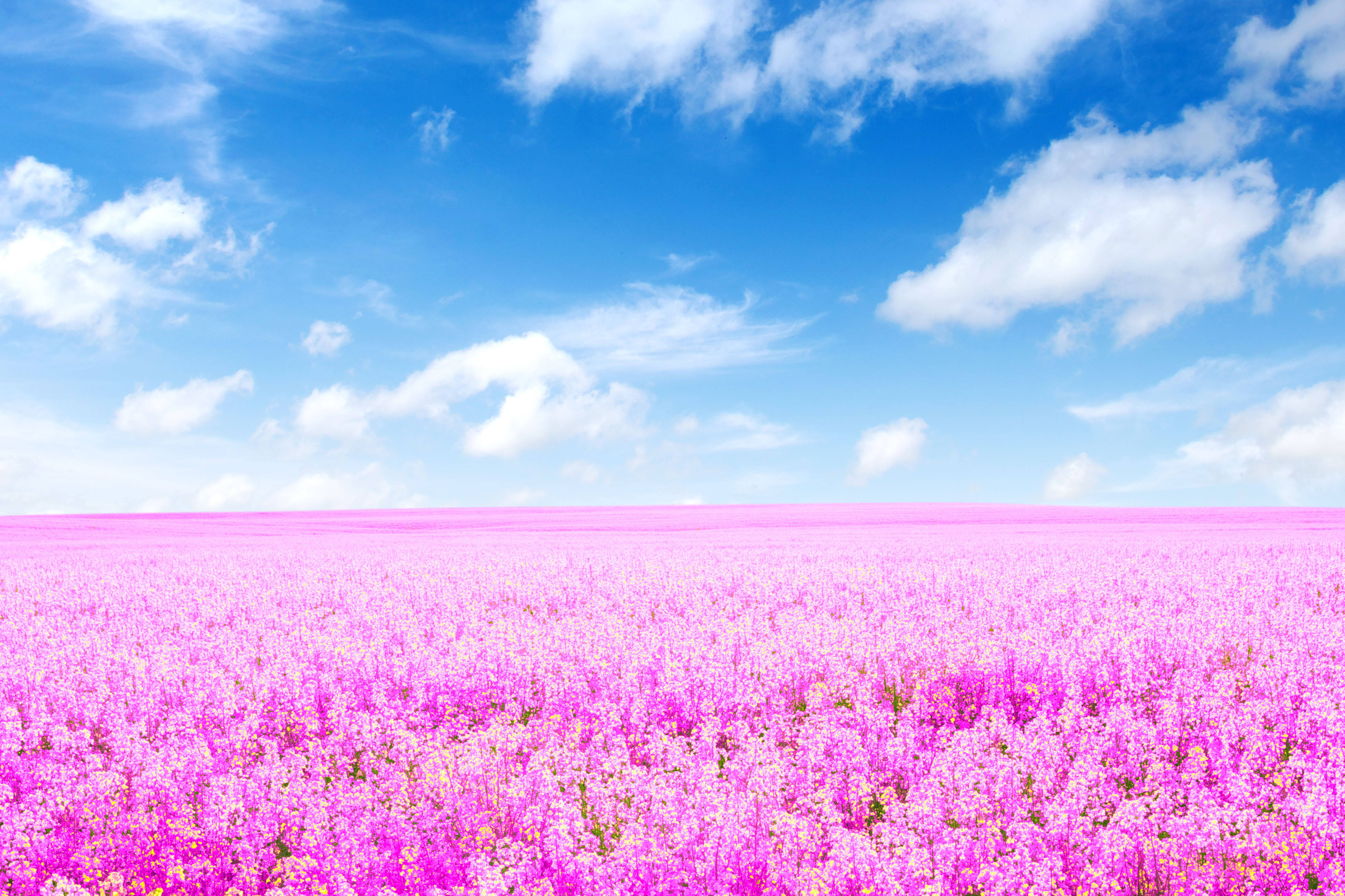 盛開薰衣草田的4K風景 壁紙 — 廣闊的鮮豔粉紅色花田在明亮的藍天下延伸，點綴著蓬鬆的白雲。