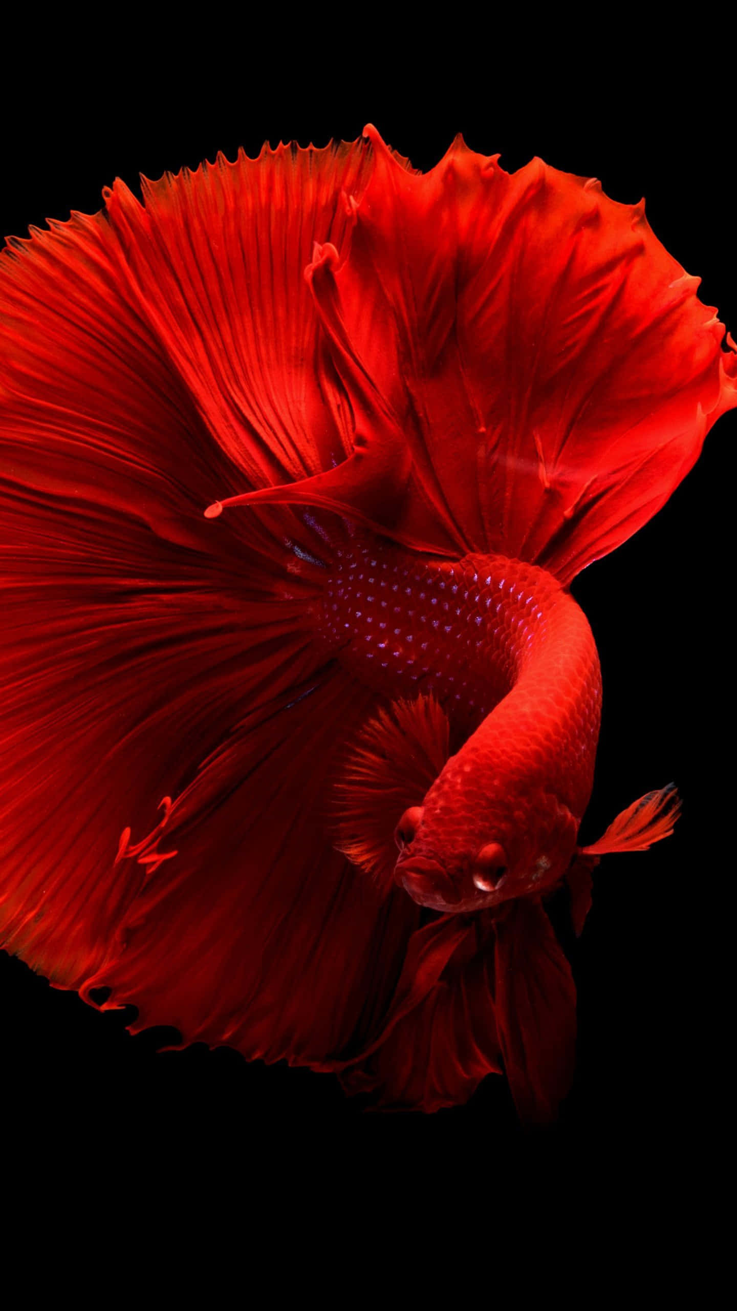 盡享深海無與倫比的美景 壁紙 — 一條鮮紅色的鬥魚，魚鰭飄逸，在純黑色背景上閃耀著光芒。