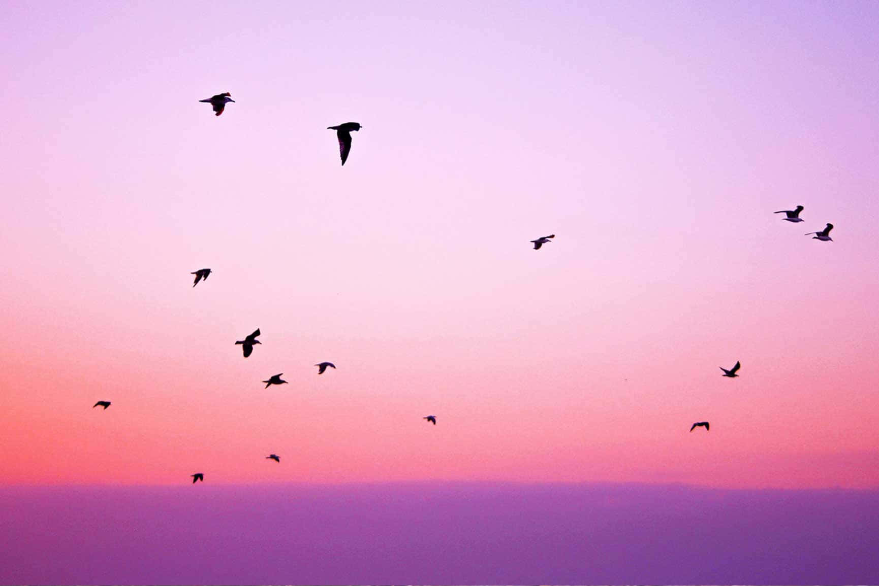 鳥兒在粉紅和紫色的日落天空背景下飛翔。