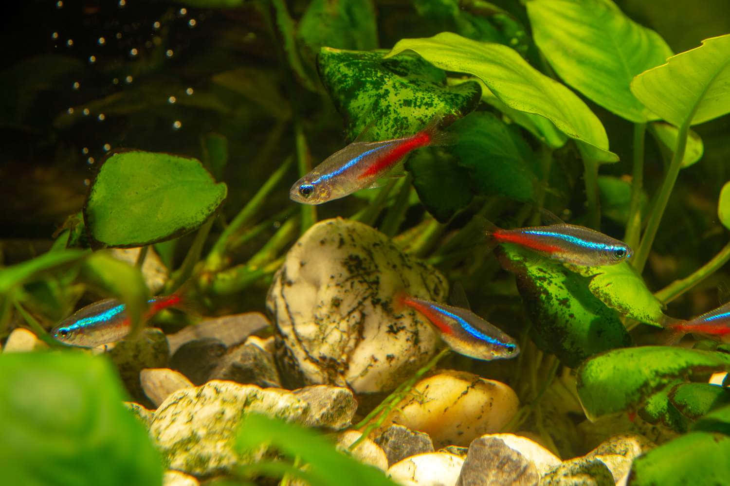 霓虹燈魚在淡水水族箱的綠色植物和岩石間游動。