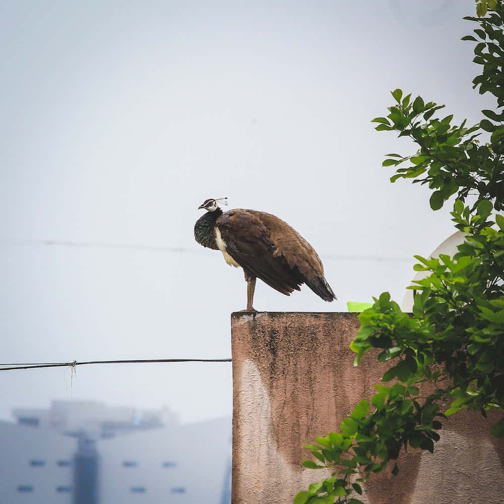 盡顯風采的美麗孔雀雌鳥 壁紙 — 一隻雌孔雀平靜地棲息在風化的混凝土柱頂，旁邊是茂密的綠色植物，背景是朦朧的城市景色。