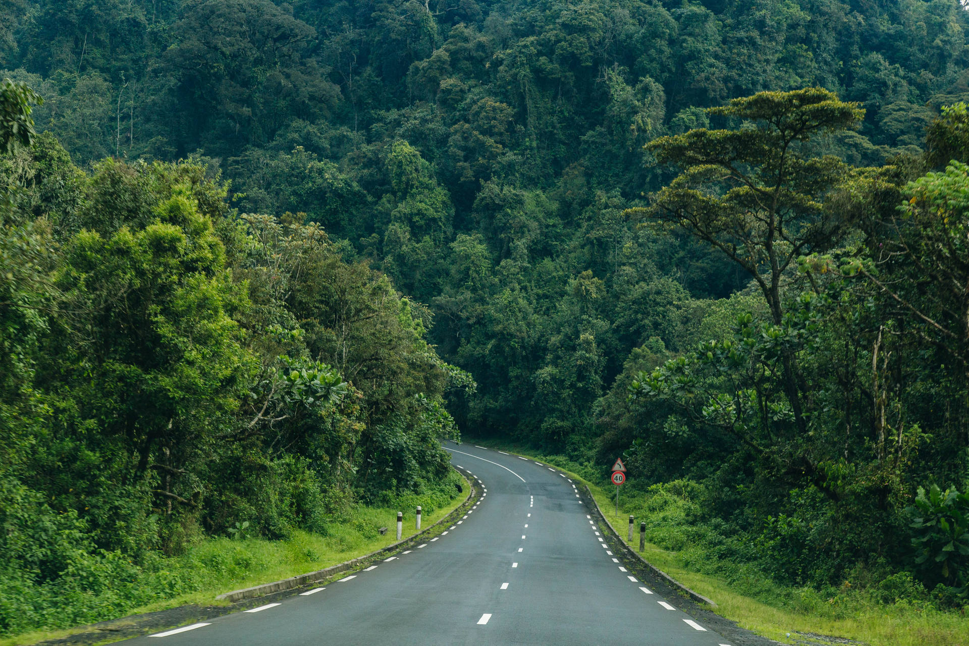 蜿蜒的道路穿過茂密的綠色森林，兩旁有樹木