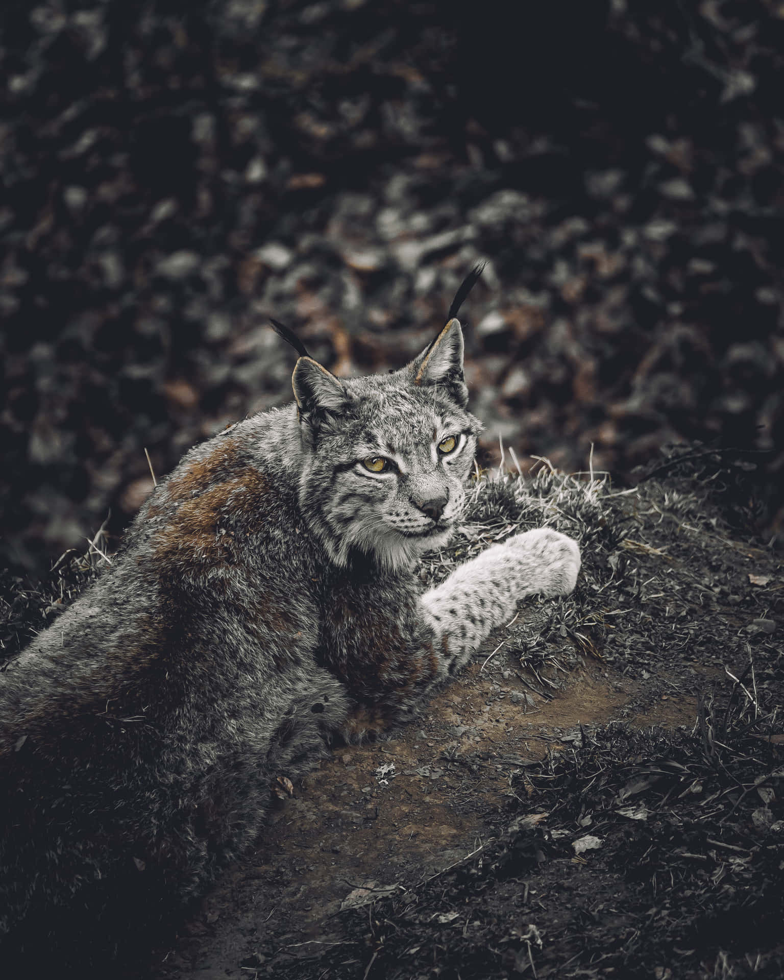 一隻猞猁躺在森林中，有黃色眼睛和簇狀耳朵。