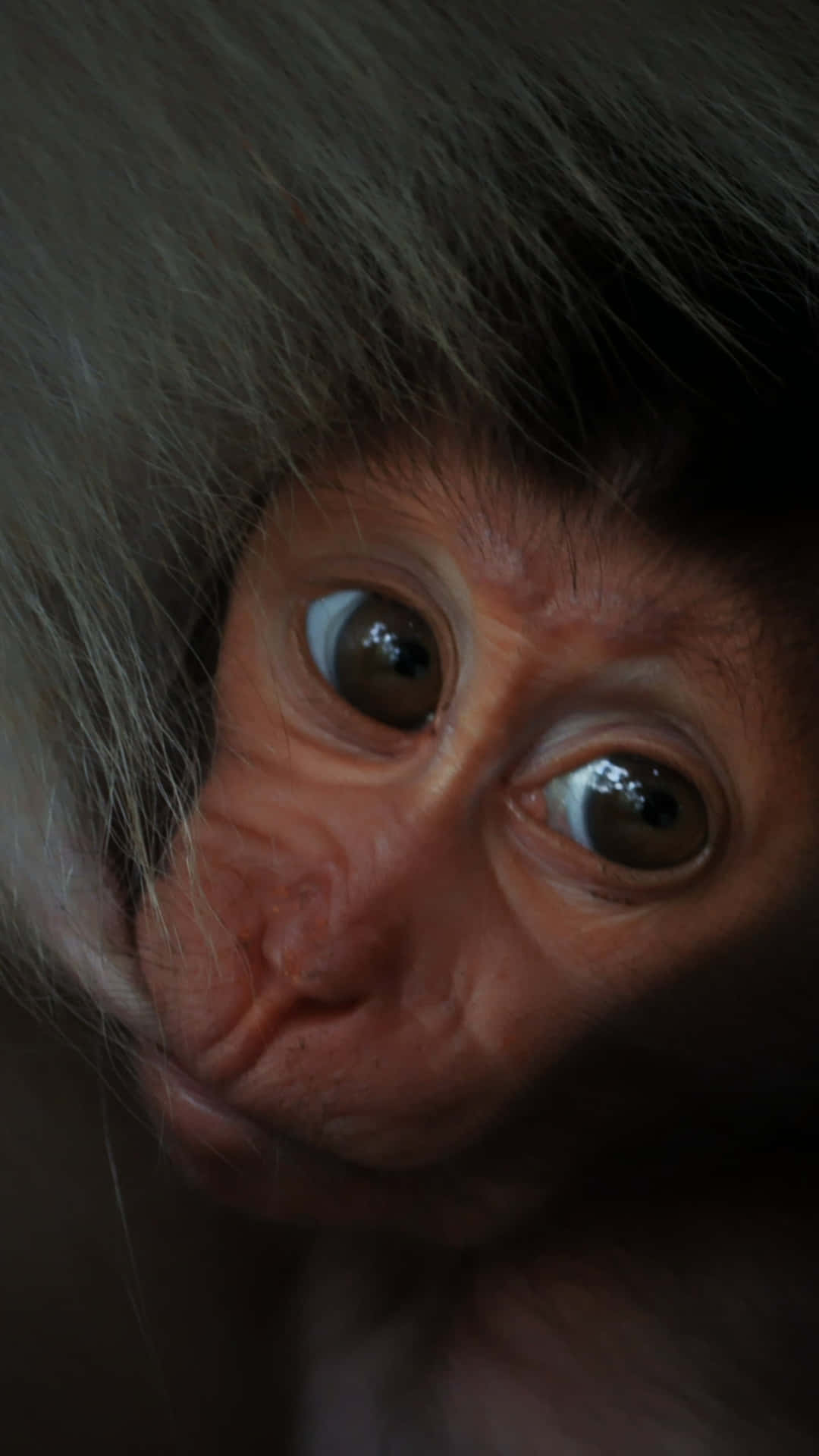 嬰兒猴子臉部特寫，展現其寬闊好奇的眼睛。