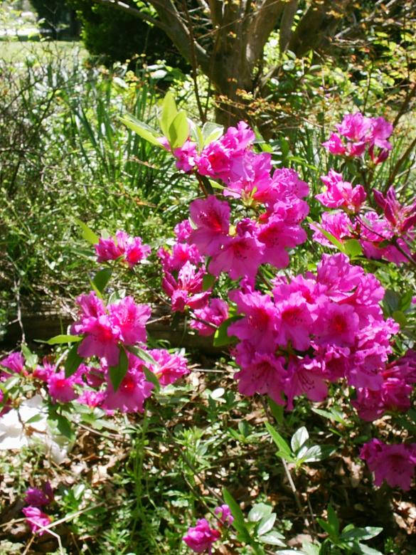 明亮的粉紅色杜鵑花在陽光明媚的花園中盛開，綠葉和樹幹相伴。