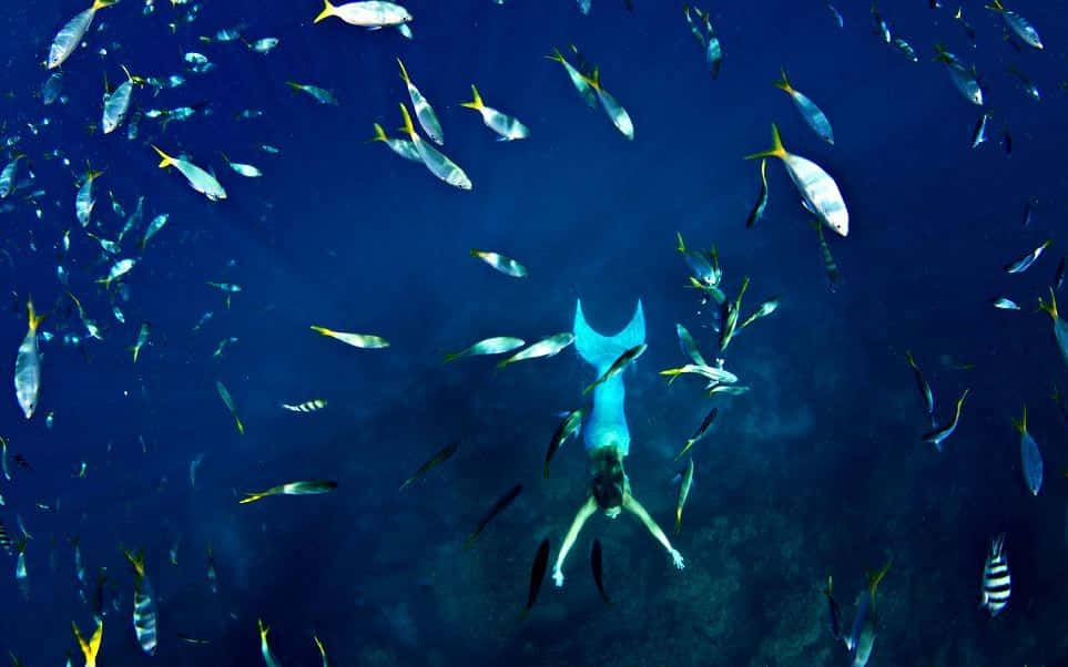 一條藍尾美人魚在深藍色海水中於魚群間游泳。