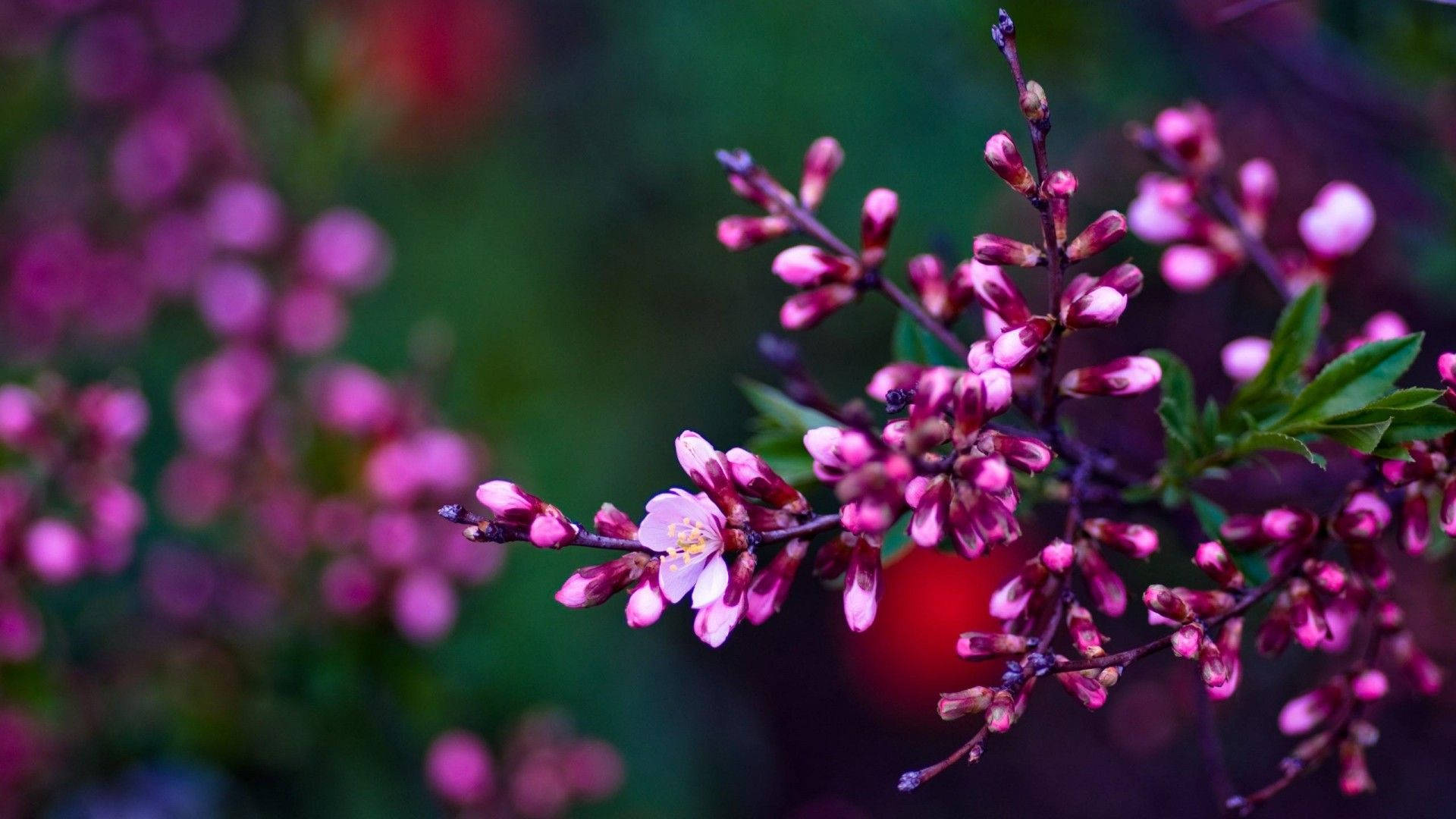 真實花卉 Baltana 春季植物 壁紙 — 一束粉紅花朵的纖細枝條，襯托著綠葉，在柔和模糊的同類花朵和深綠色調背景中脫穎而出。
