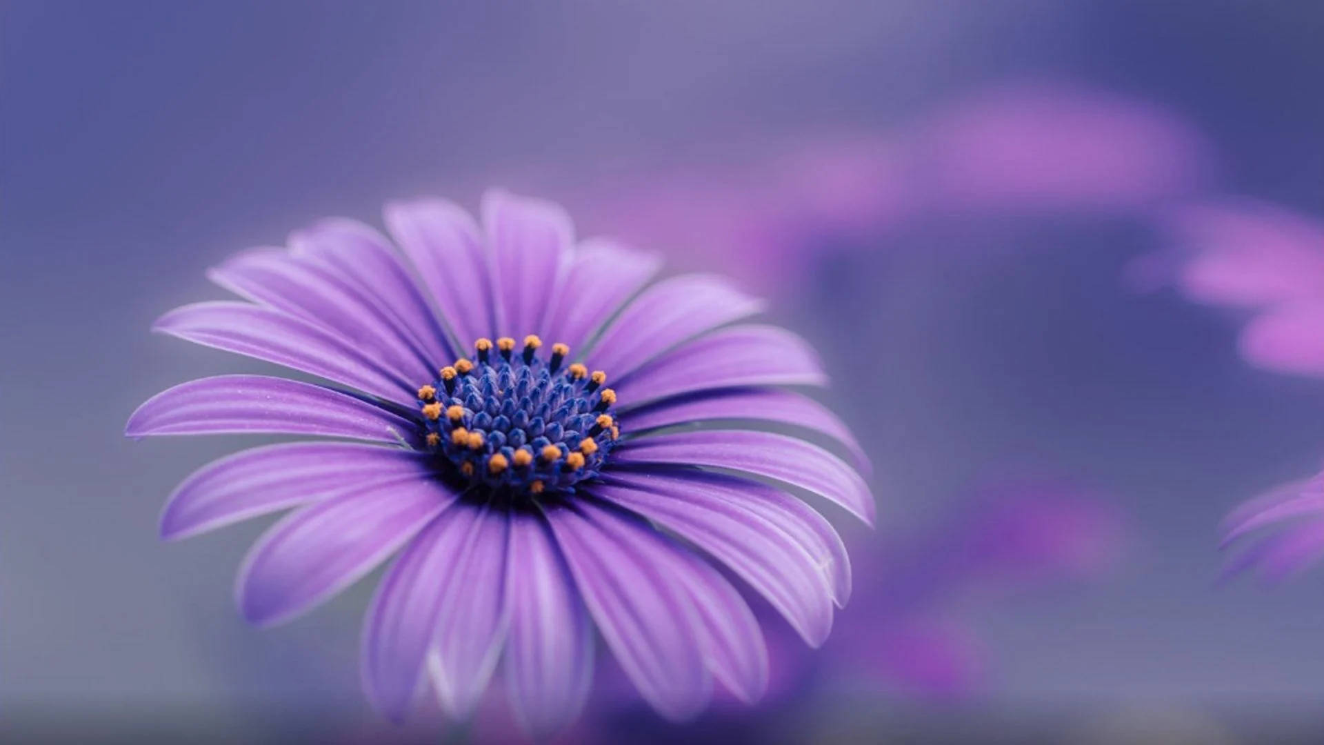 真實花卉非洲 Daisy 壁紙 — 一朵充滿活力的紫色雛菊，帶有橙色尖端的雄蕊，在夢幻般的模糊紫色背景上柔和地綻放。