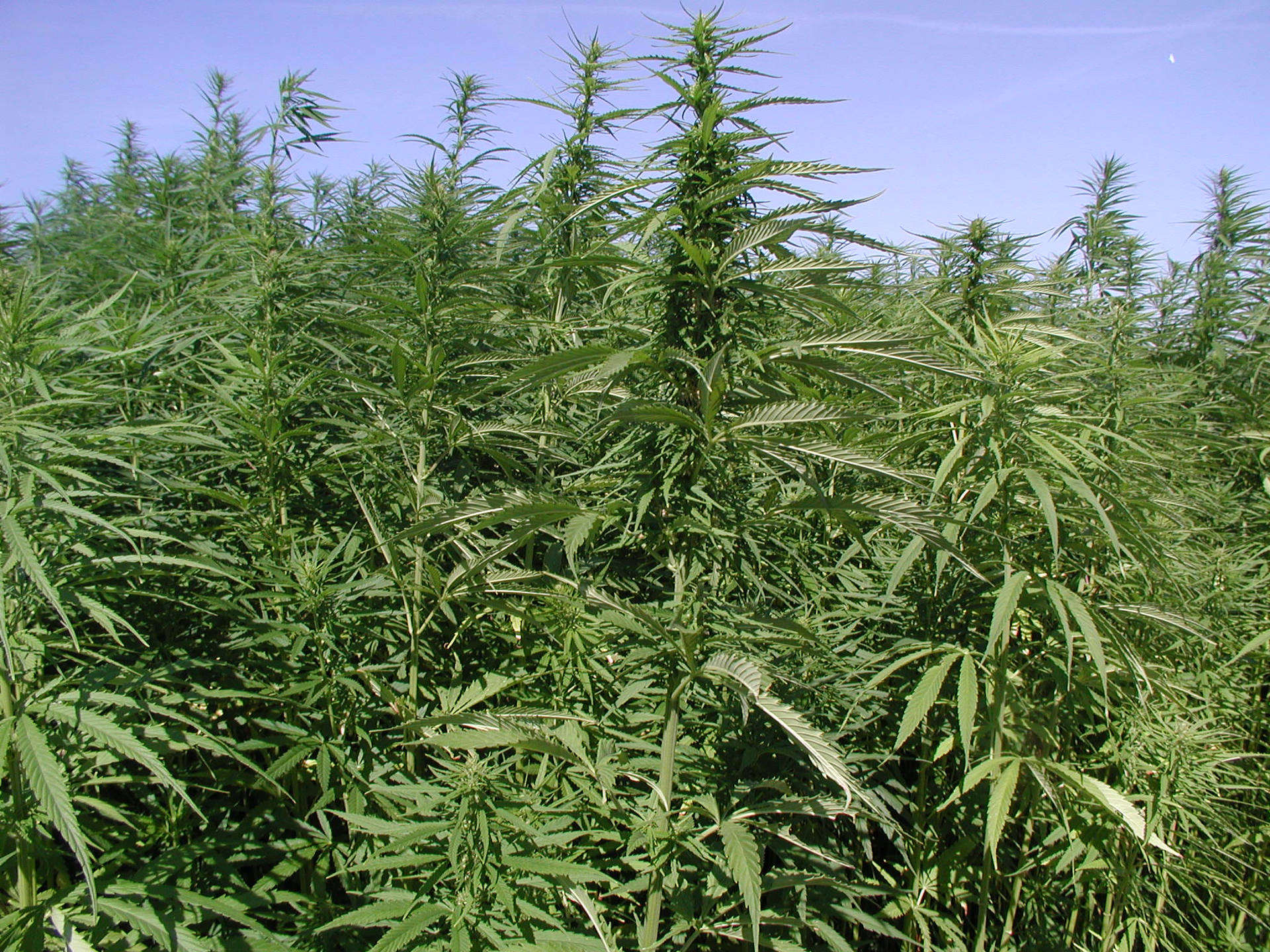 晴朗藍天下高大綠色大麻植物的田野。