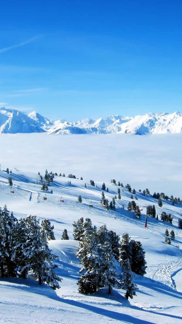白雪覆蓋的山坡上有常青樹和滑雪纜車，雲海之上是清澈的藍天。