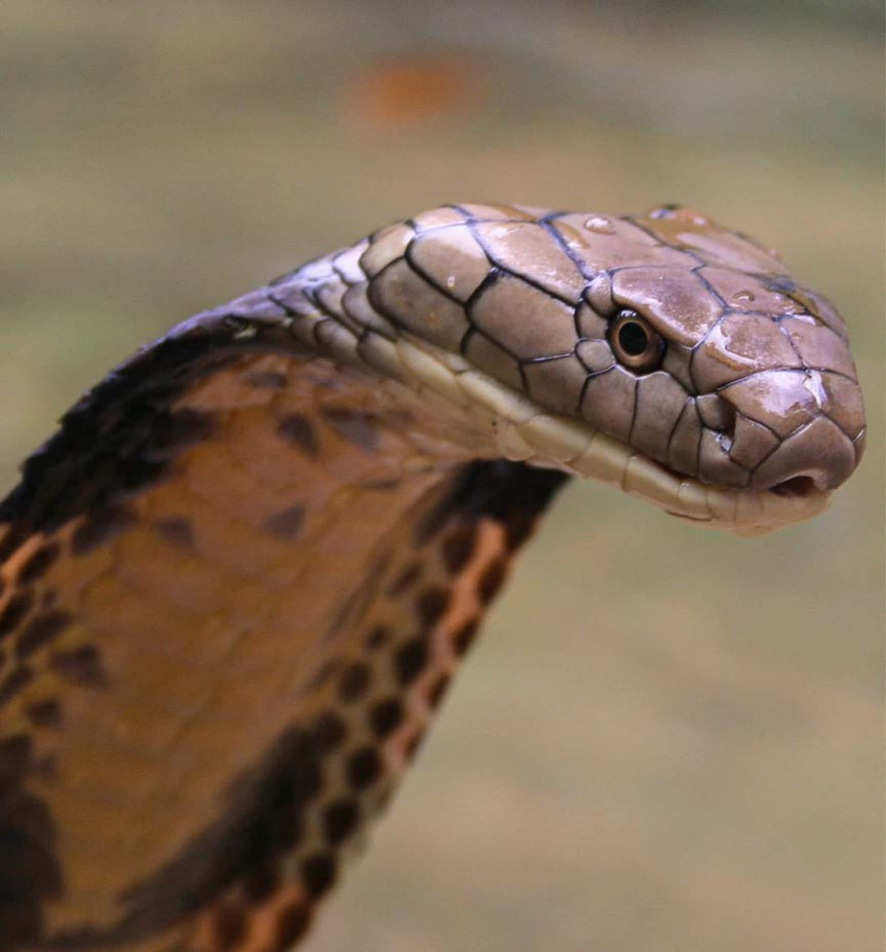 Brown Snake 桌布 壁紙 — 眼鏡蛇張開頭罩、鱗片在柔和光線下閃閃發光的特寫。