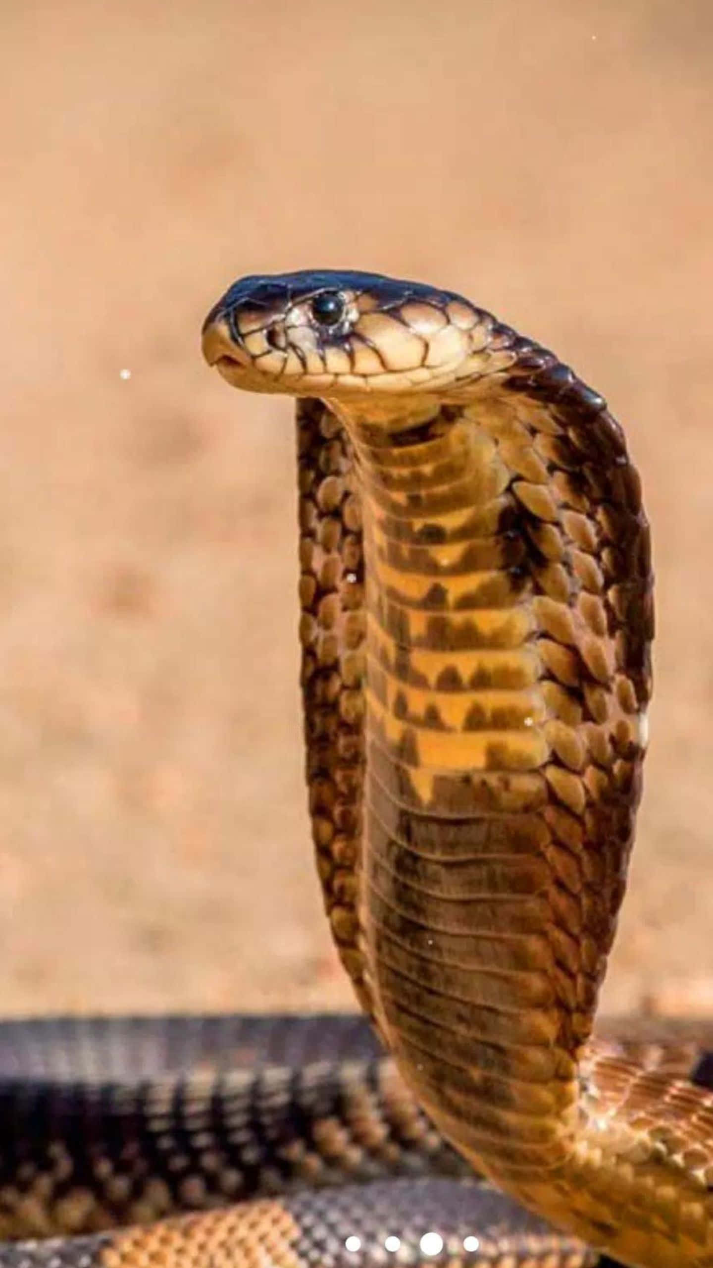 Brown Snake 桌布 壁紙 — 眼鏡蛇張開頭罩的特寫，在模糊的泥土色背景下展示細緻的鱗片和銳利的眼睛。