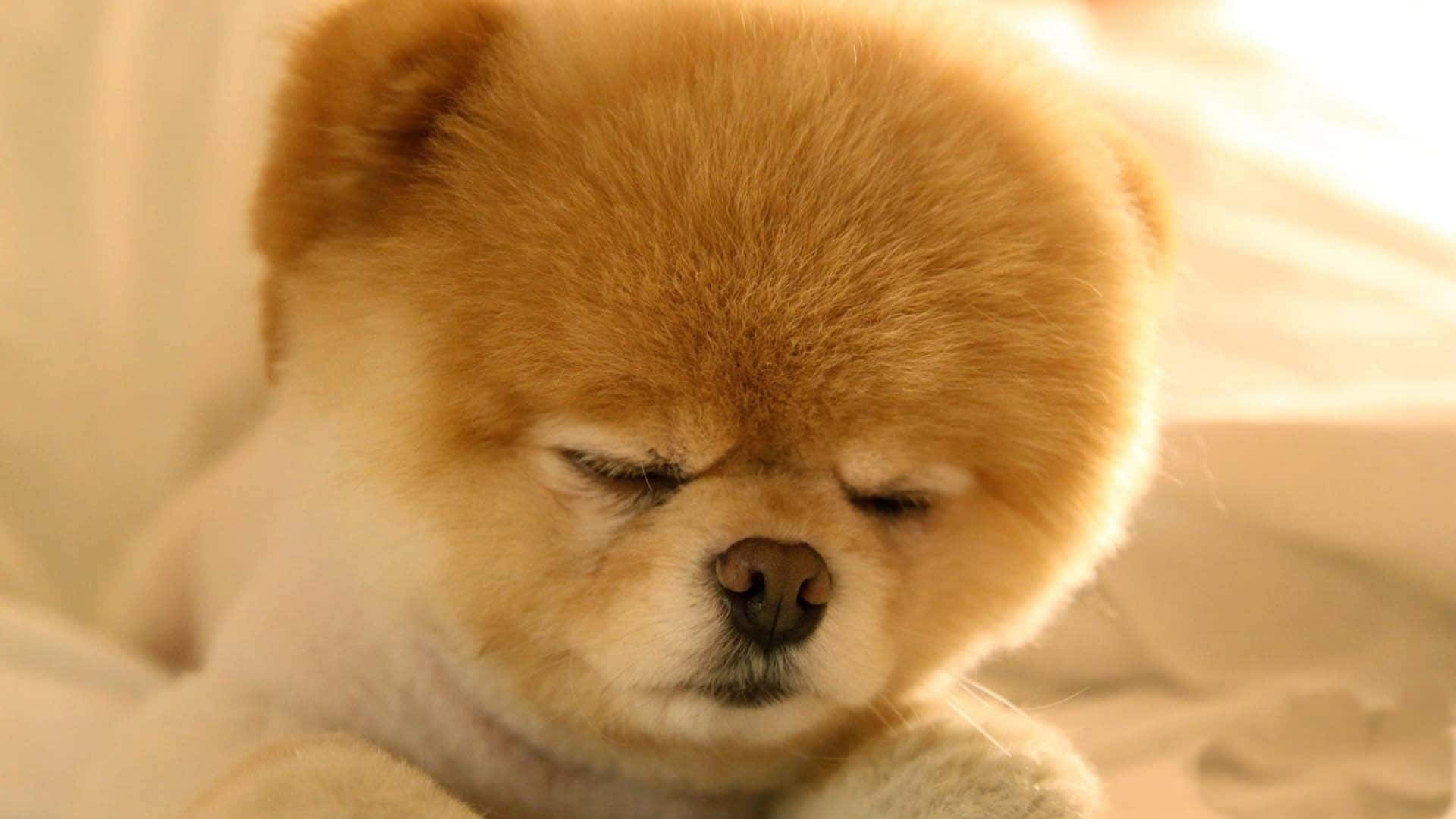 毛茸茸嘅淺褐色幼崽喺白色床上安睡。