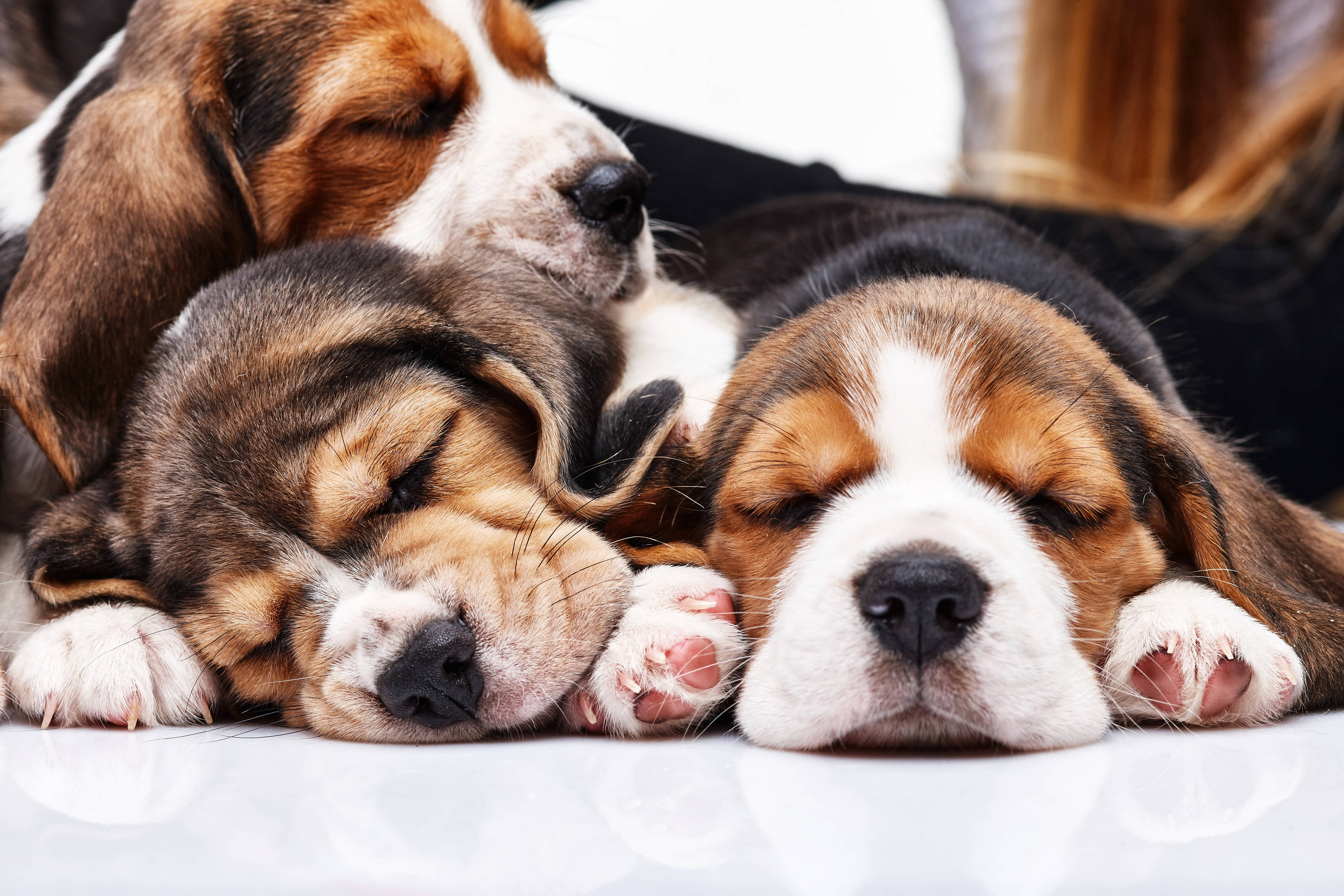 睡著的比格犬幼犬 壁紙 — 三隻睏倦嘅比高獵犬BB喺白色反光地板上一齊依偎，閉上眼睛安詳入睡。
