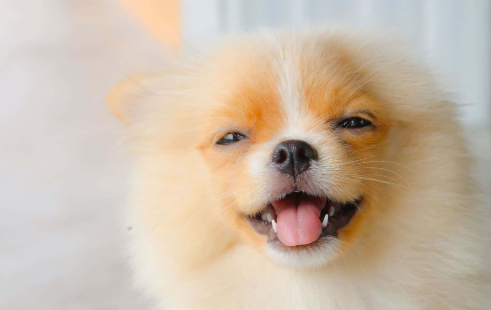 一隻毛茸茸的奶油色博美犬伸出舌頭笑著。