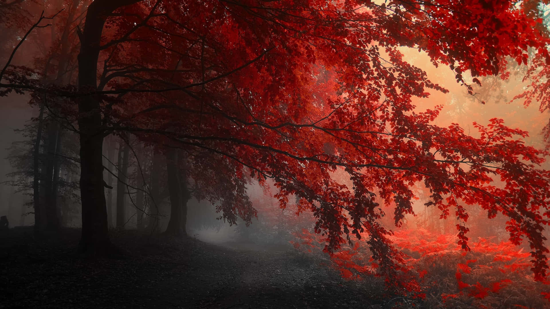 霧林中的紅葉樹木，夕陽