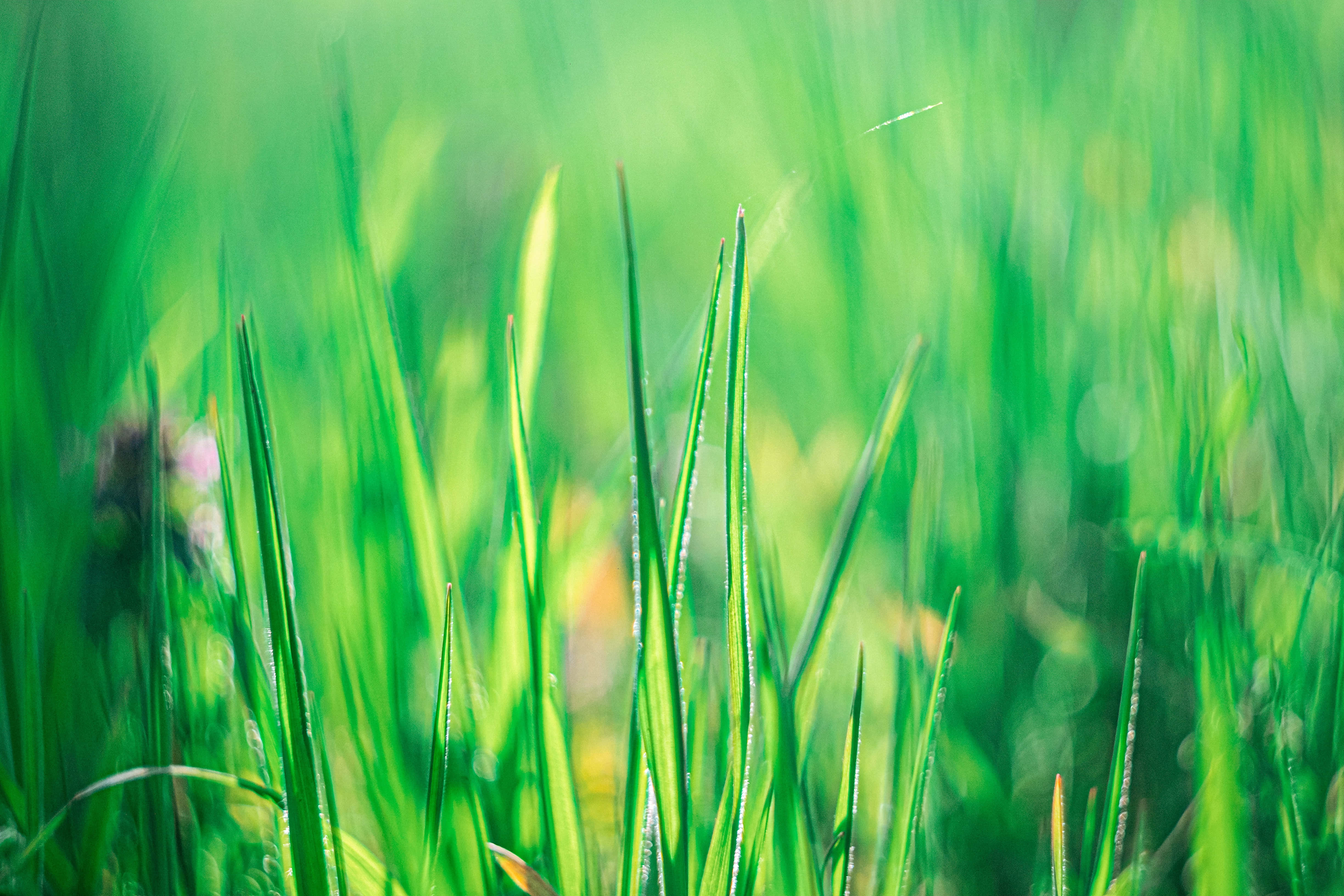 短小豐茂青草背景 壁紙 — 充滿活力的綠色草葉在明亮的陽光下閃爍著露珠，背景柔和模糊。