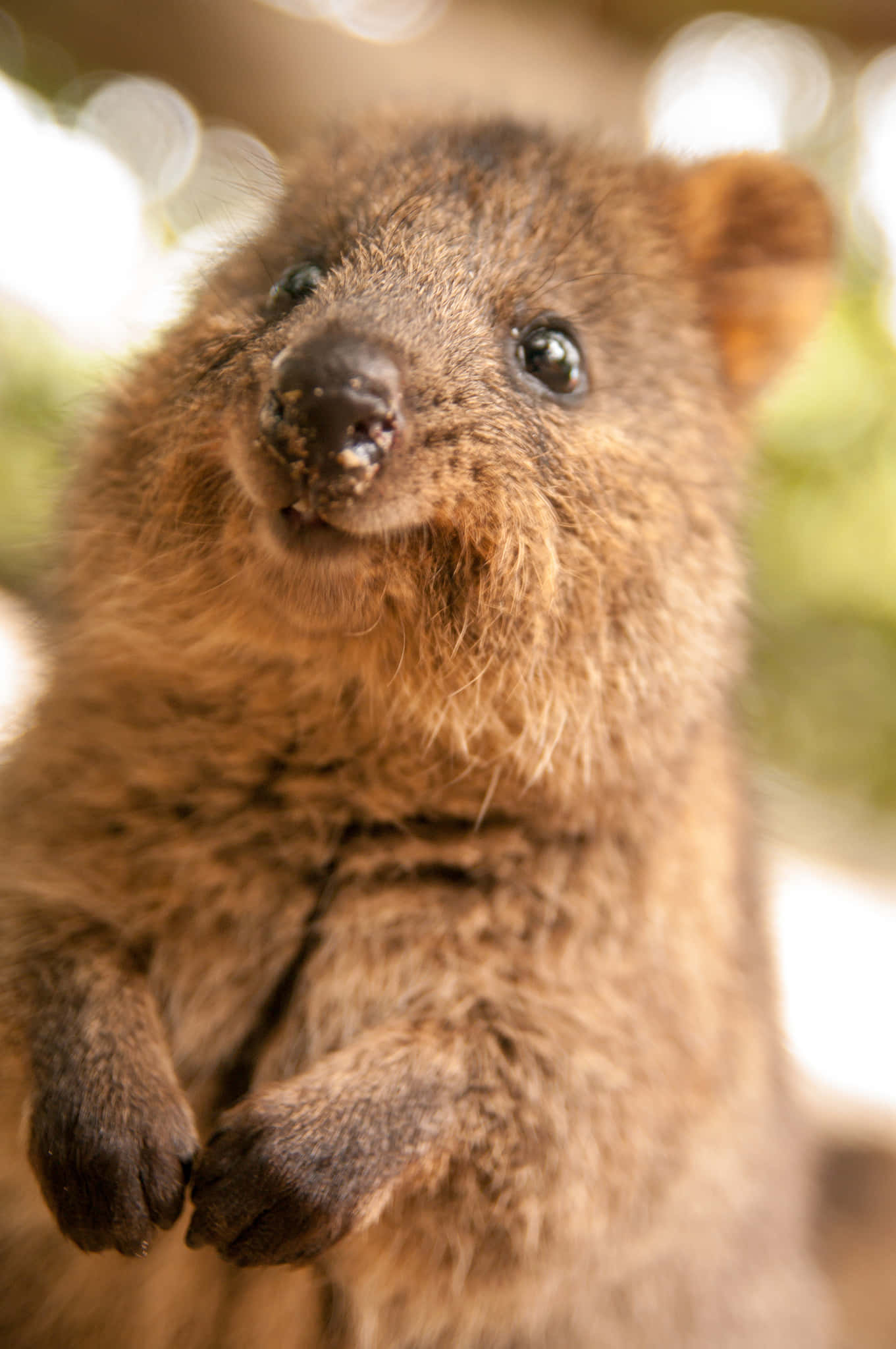 quokka 桌布 壁紙 — 短尾矮袋鼠直立嘅特寫，表情好奇，柔軟嘅棕色毛髮，背景係模糊嘅自然景色。