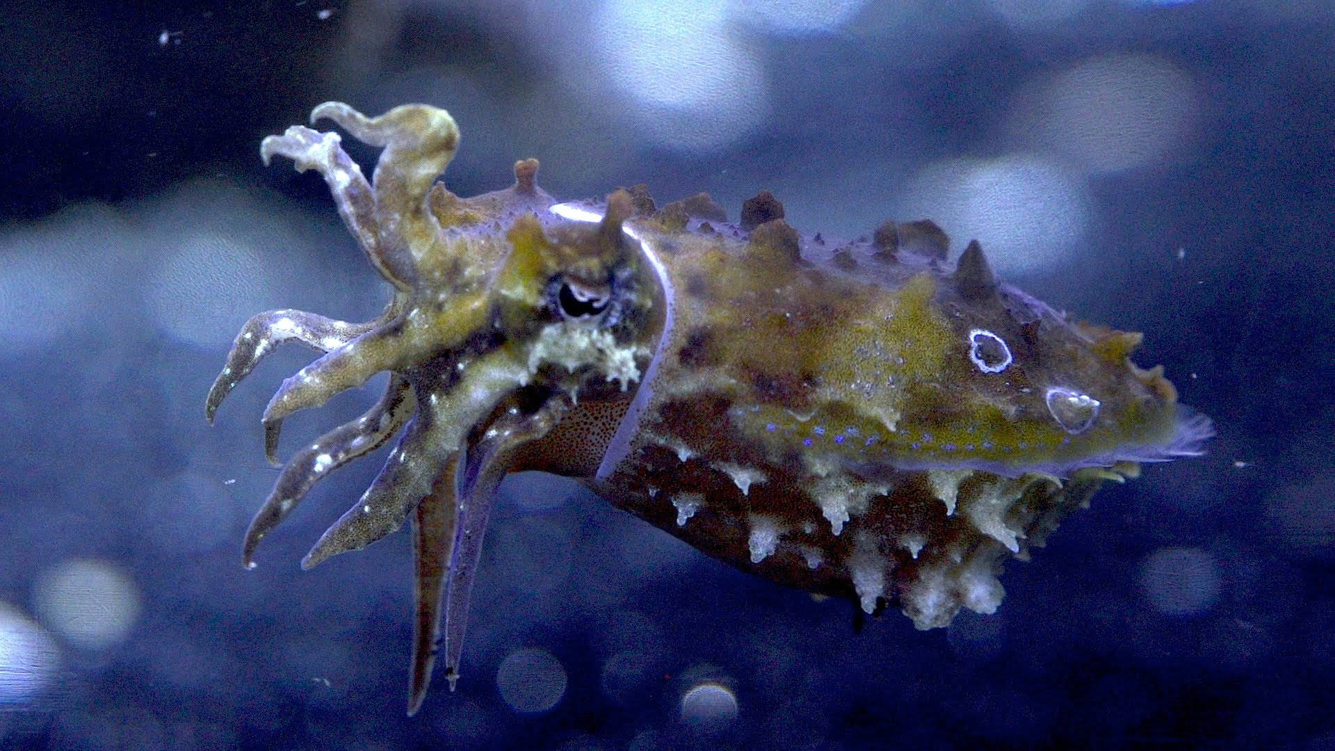 短棘章魚或矮章魚 壁紙 — 詳細特寫鏡頭，一隻墨魚在深藍色水中優雅游動，背景柔和散景。