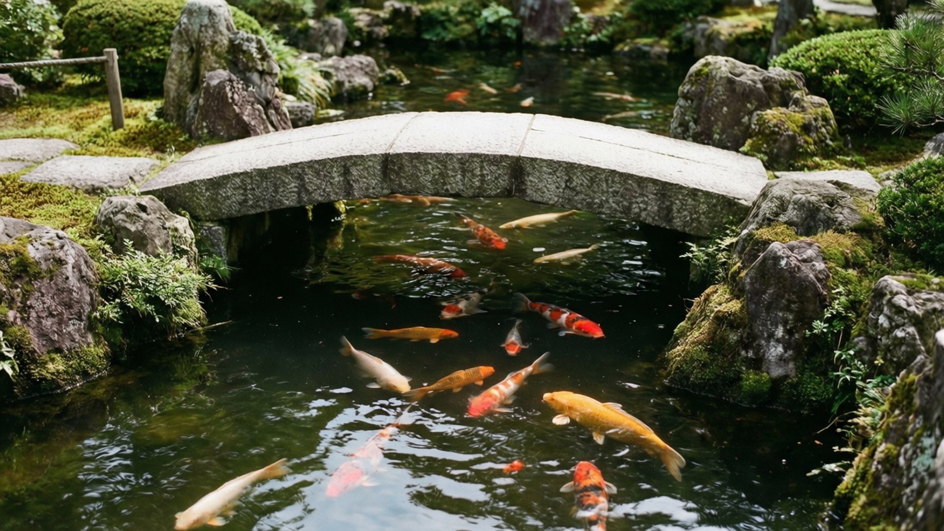 石拱錦鯉園 壁紙