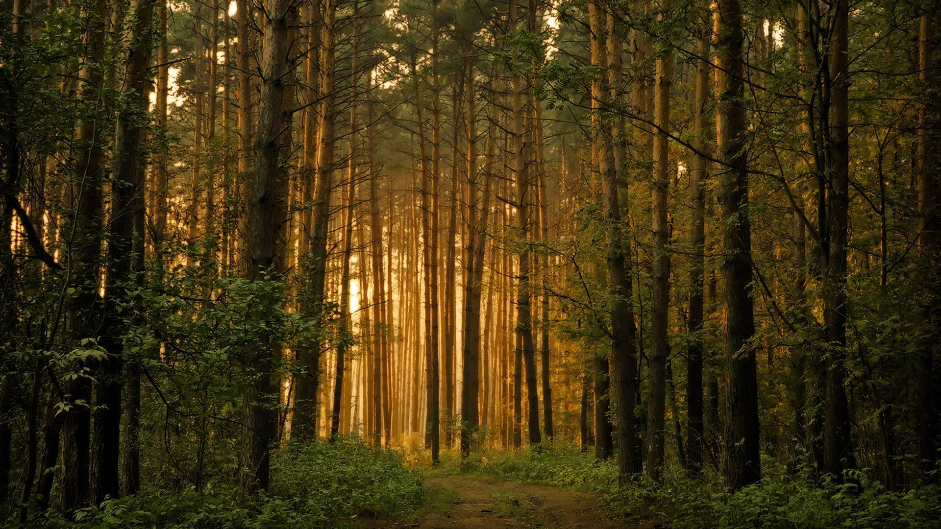 硬木森林風景 壁紙 — 陽光穿過高大的樹木，在綠意盎然的森林小徑上投下金色光束。