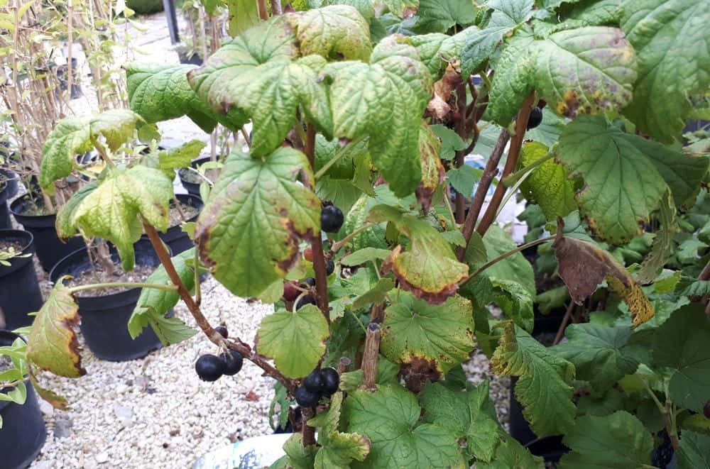 Black Currant 桌布 壁紙 — 碎石花園床中黑加侖子灌木的特寫，帶有成熟漿果和斑點葉子。