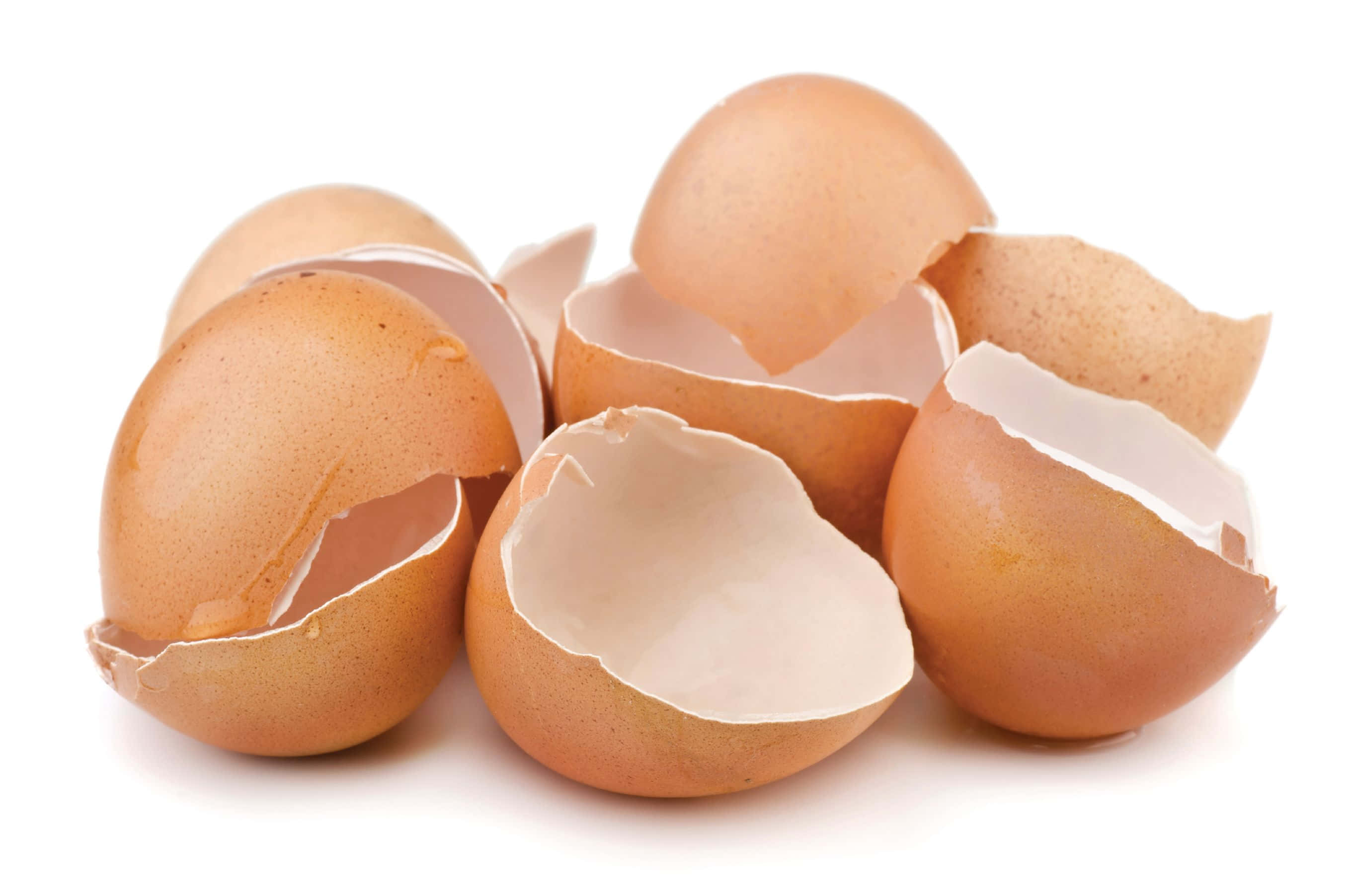 Eggshell 桌布 壁紙 — 碎裂的棕色蛋殼散落在純白背景上，露出光滑的白色內表面。