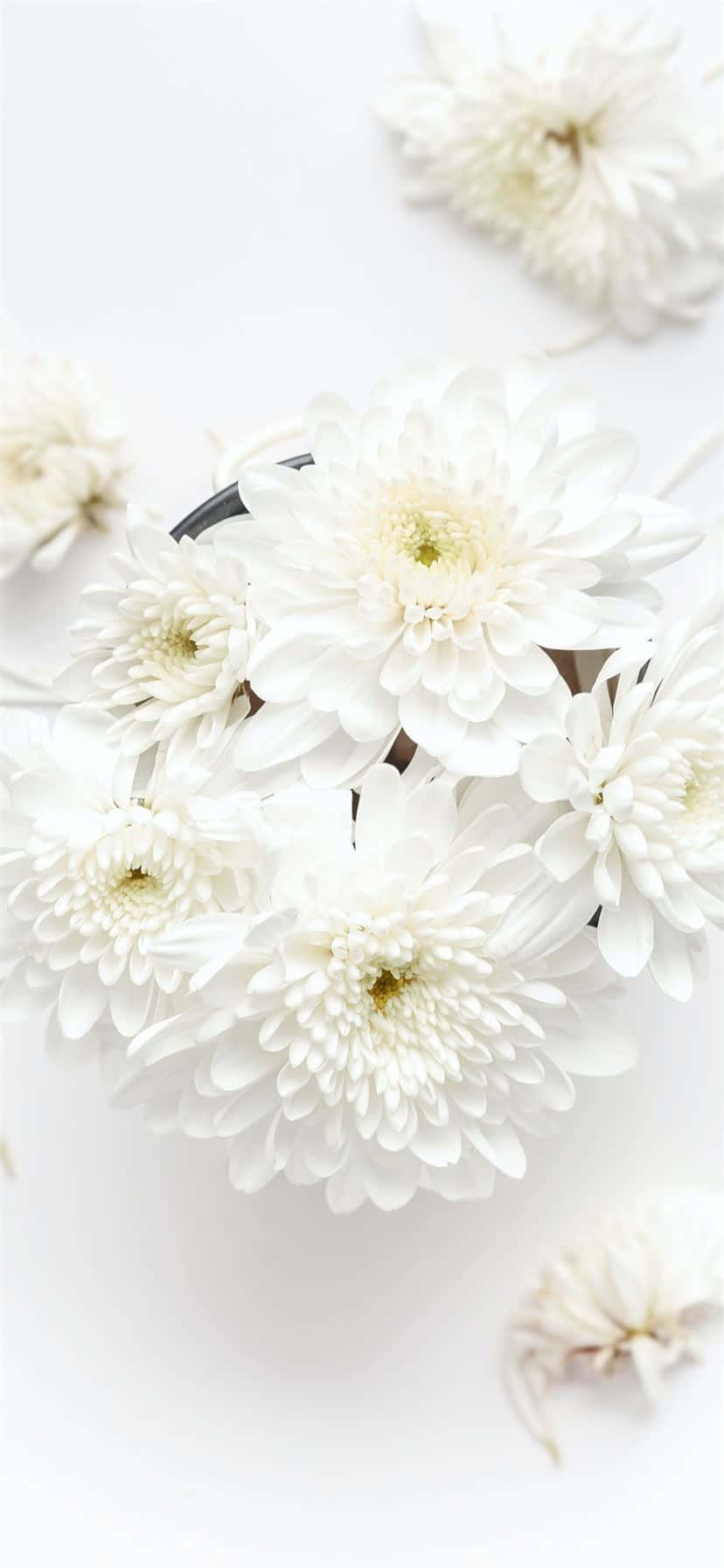 碗中白花置於白色表面 壁紙