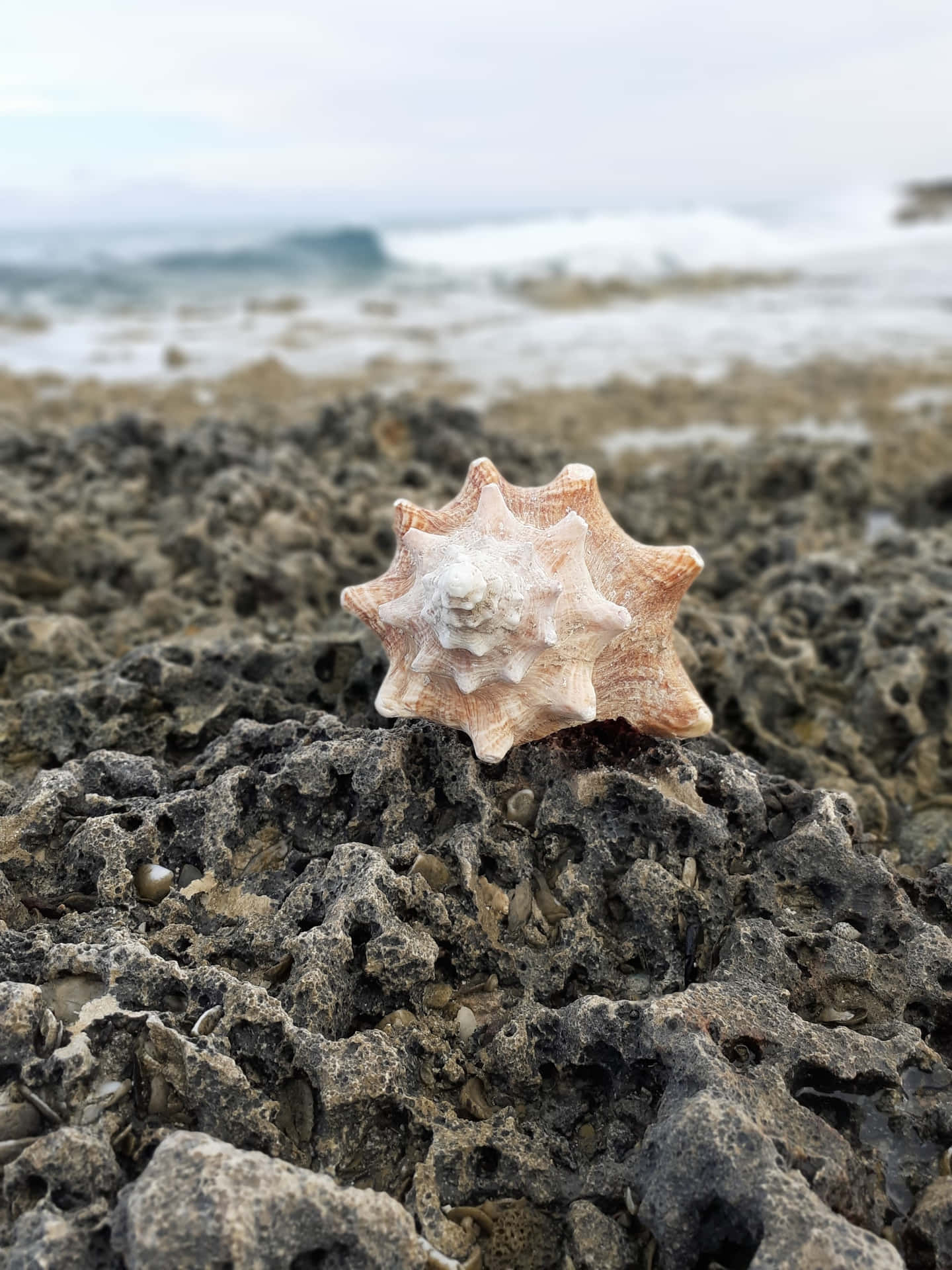 深色岩石上的星形貝殼，背景有海浪。