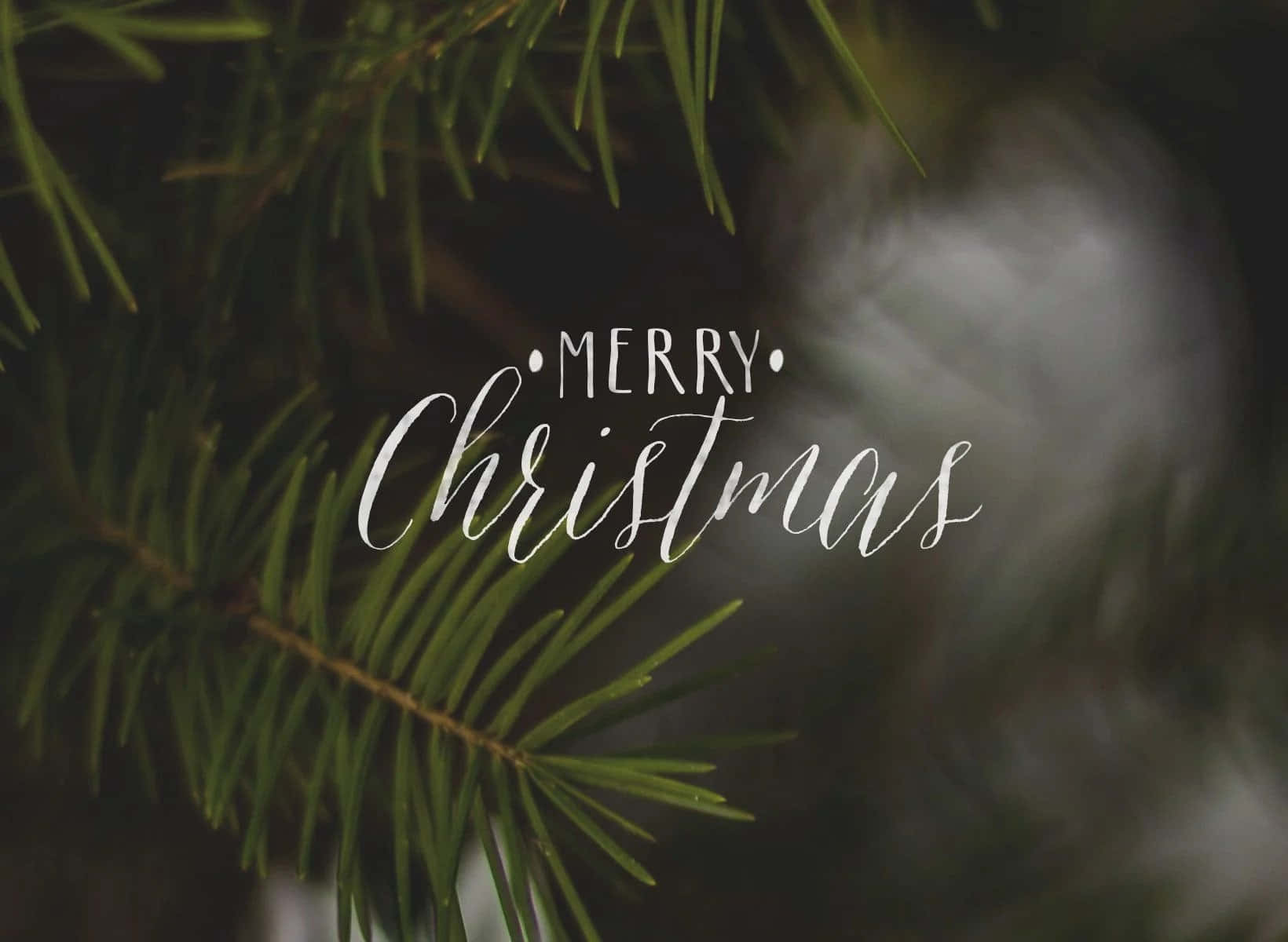 帶有 'Merry Christmas' 文字的常綠松枝，適合節日季節。