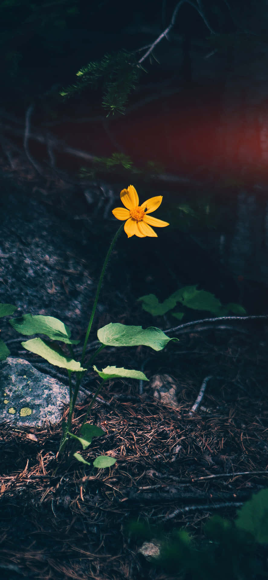 一朵黃色野花在黑暗的森林中生長，紅光透過樹葉照射進來。