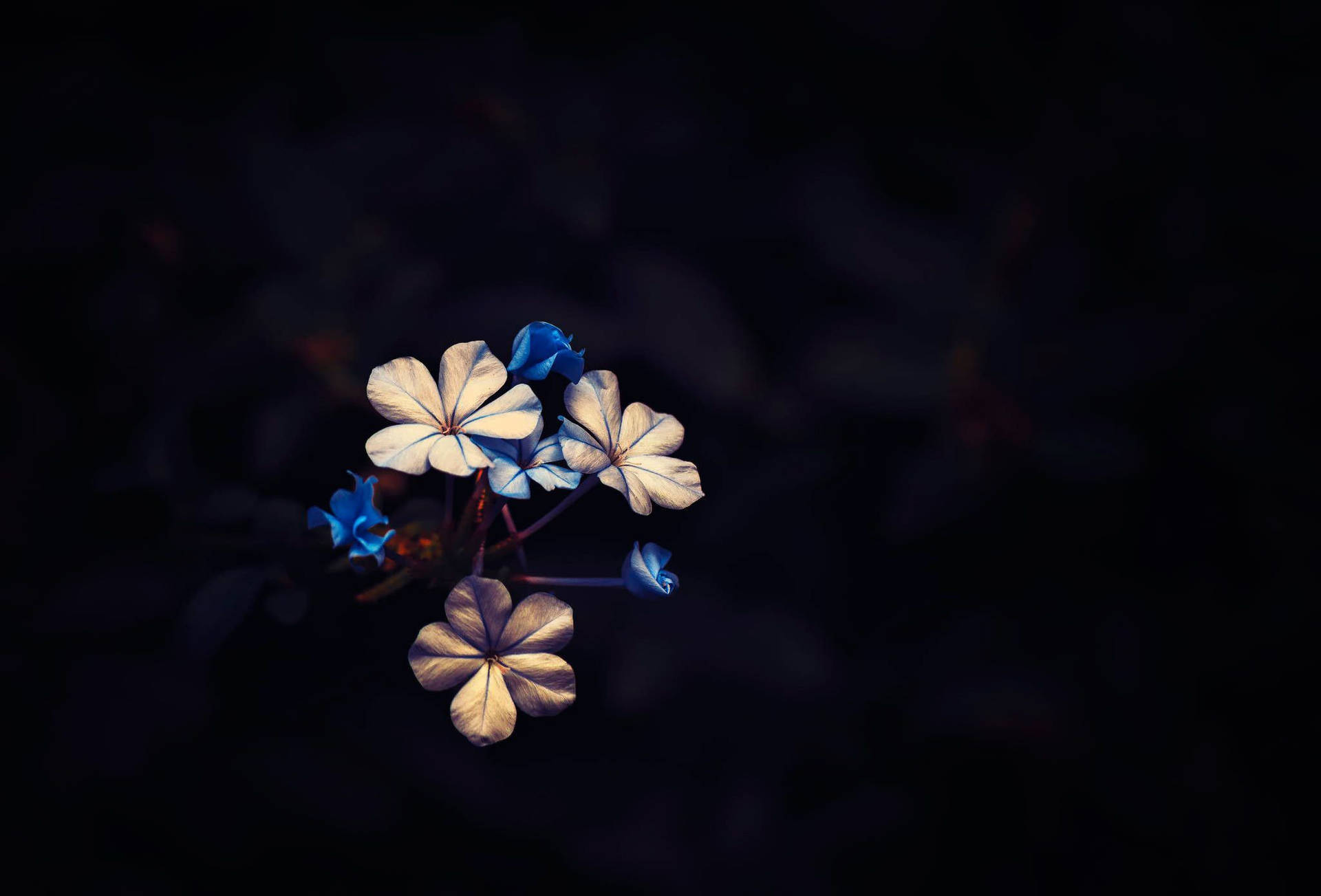 在黑暗中發光的藍白花朵