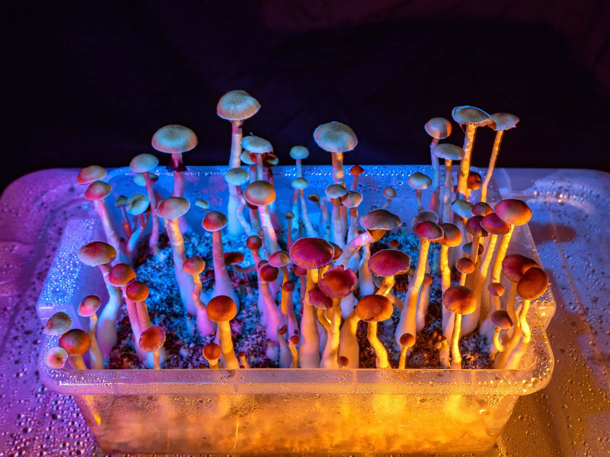 神秘森林中的魔幻迷幻蘑菇 壁紙 — 鮮豔的霓虹燈蘑菇在彩色人造光下密集地從塑料托盤中長出。