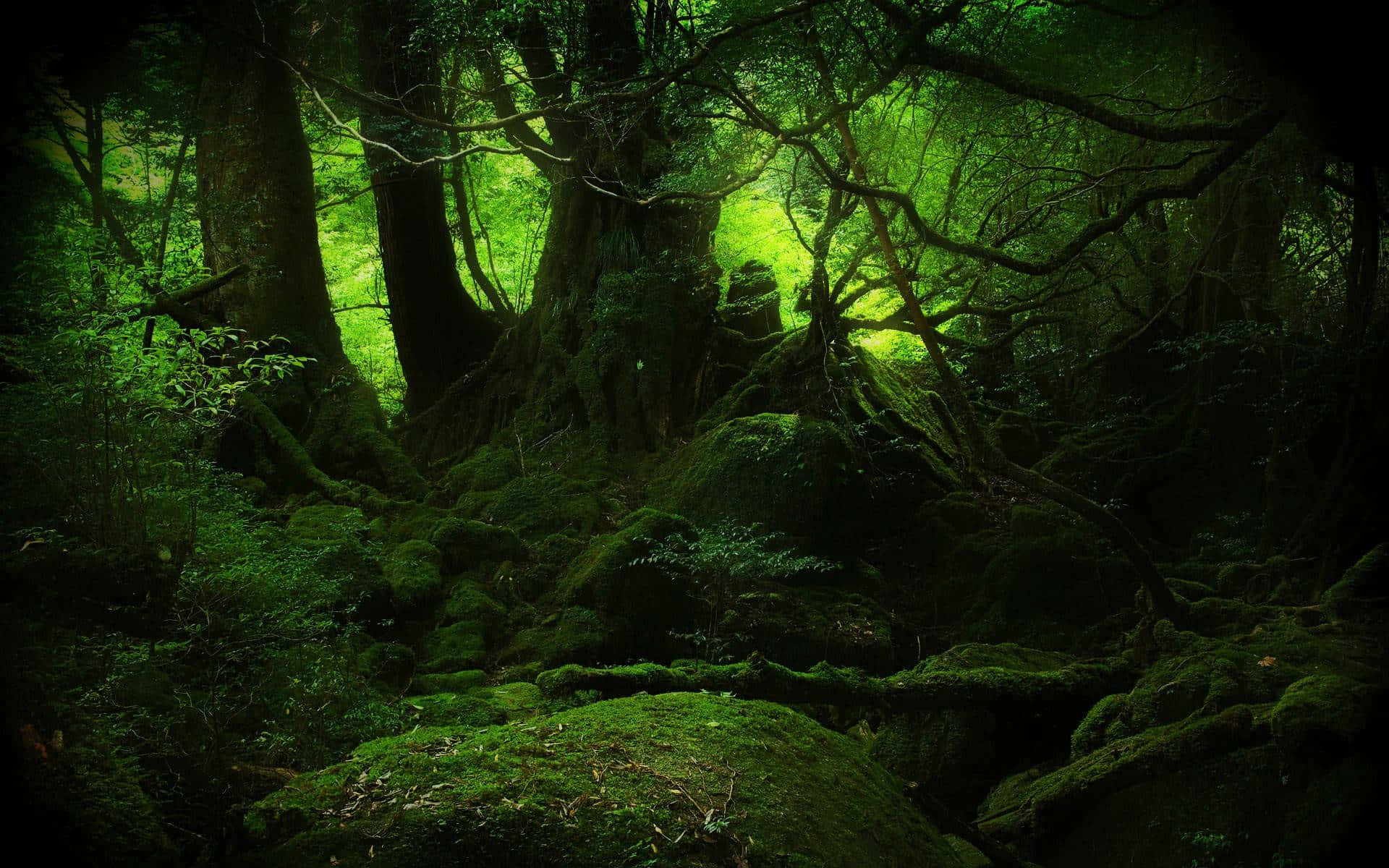 神秘浩瀚：穿越夢幻背景的旅程 壁紙 — 一片神秘的森林散發著翠綠的光芒，穿過長滿苔蘚的古樹和纏結的樹根。