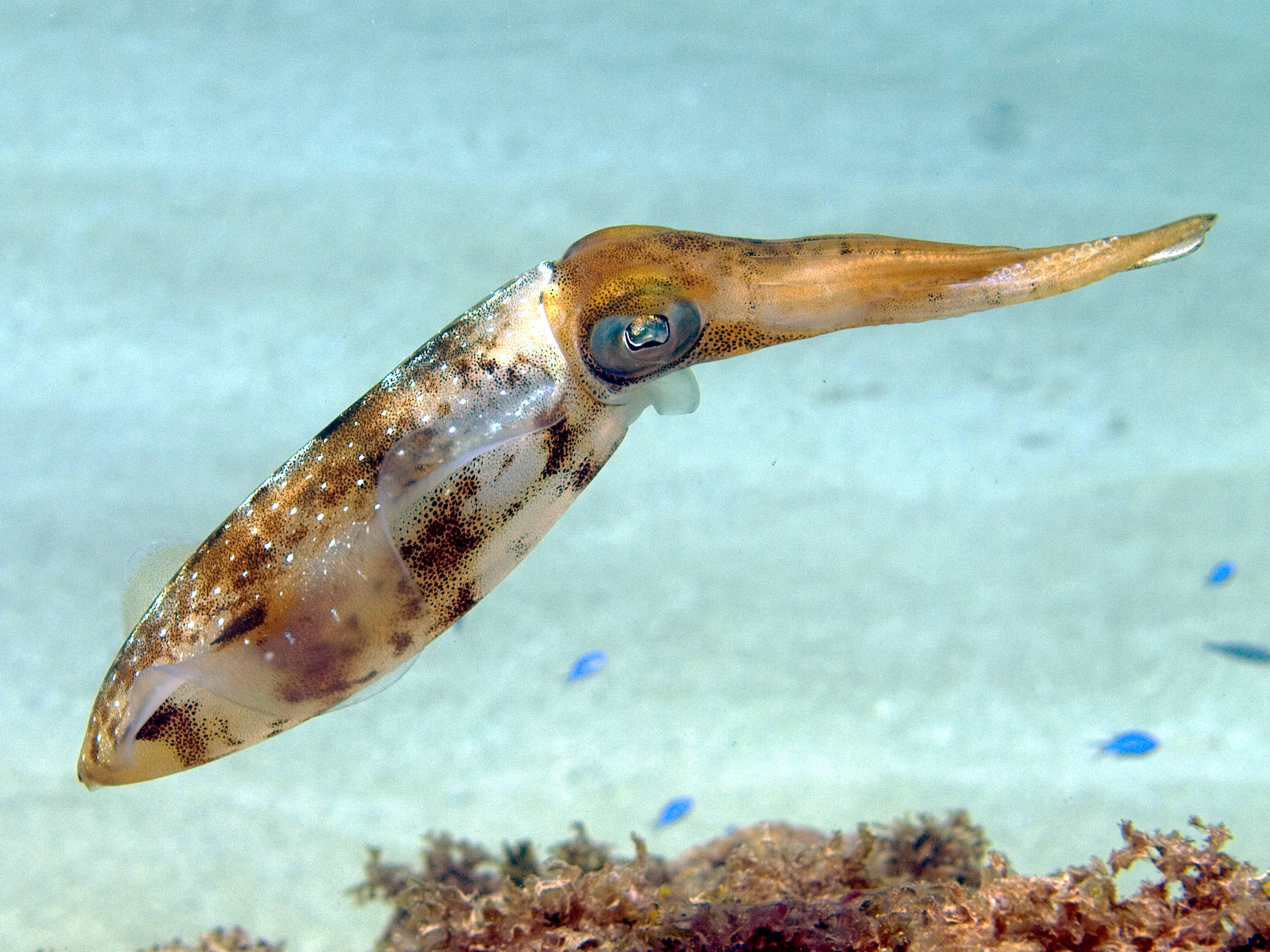 神秘深海中的變色章魚 壁紙 — 一隻帶有棕色斑點的透明魷魚在珊瑚礁上方的清澈藍色海水中優雅地滑行。