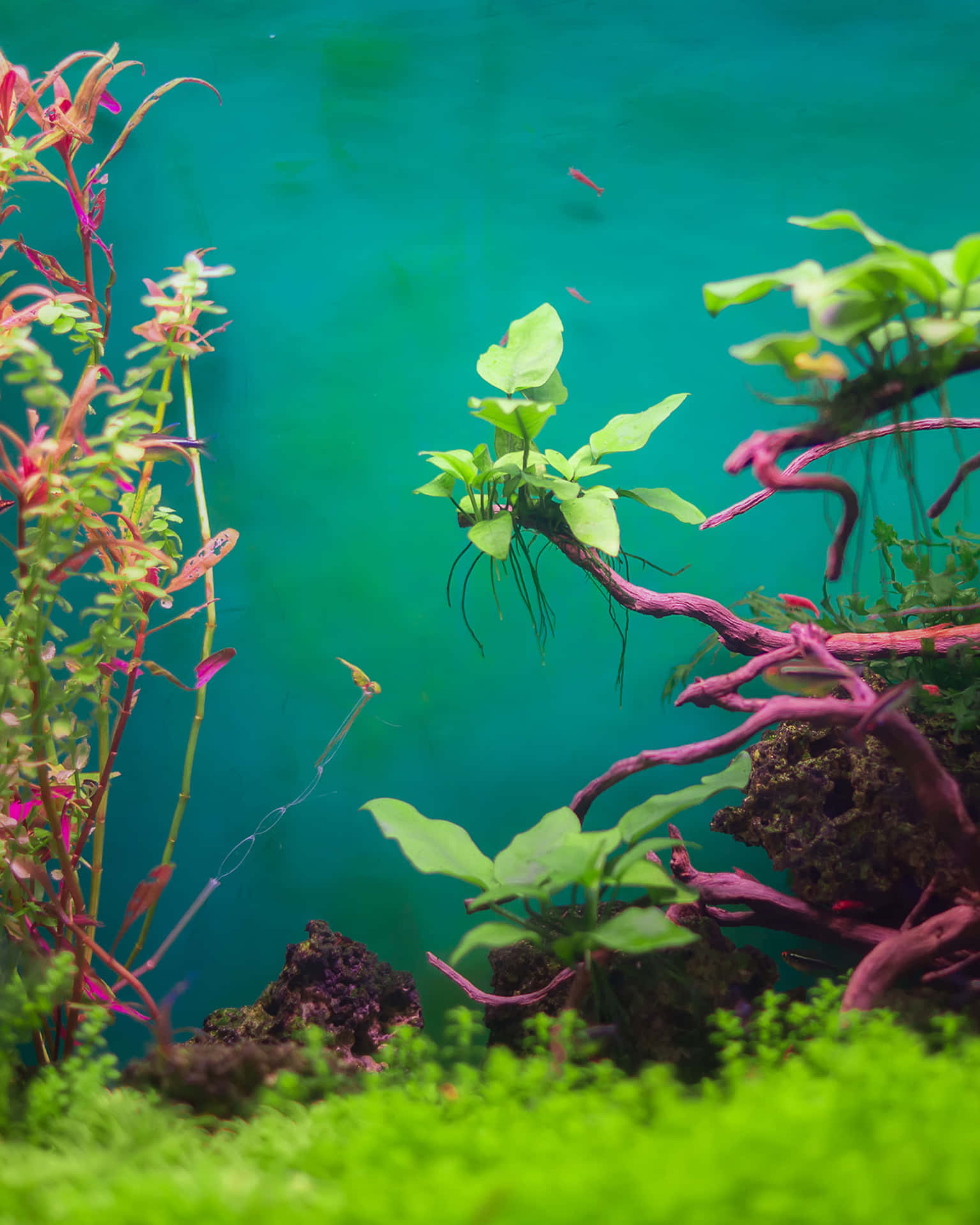 藍綠色水族箱中的彩色水生植物和小魚。