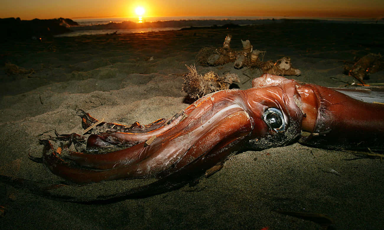 神秘的黎明籠罩海洋 壁紙 — 一條大型死魷魚躺在沙灘上，夕陽在地平線上發出橙色光芒。