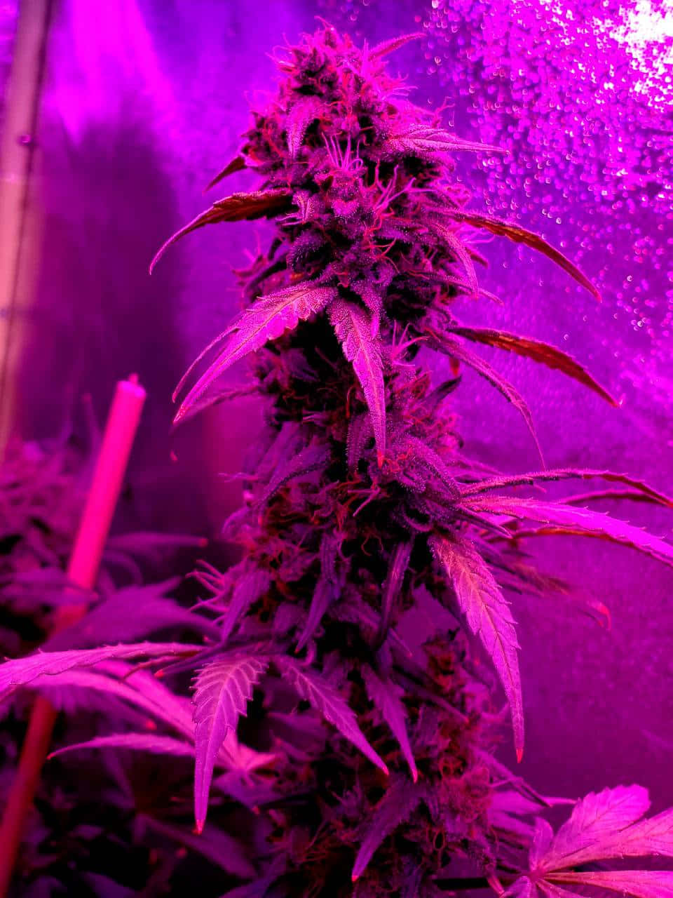 神秘紫羅蘭夢境——深淺紫色的迷人融合 壁紙 — 潮濕室內種植環境中，密集的大麻花蕾在強烈紫色生長燈下發光的特寫。