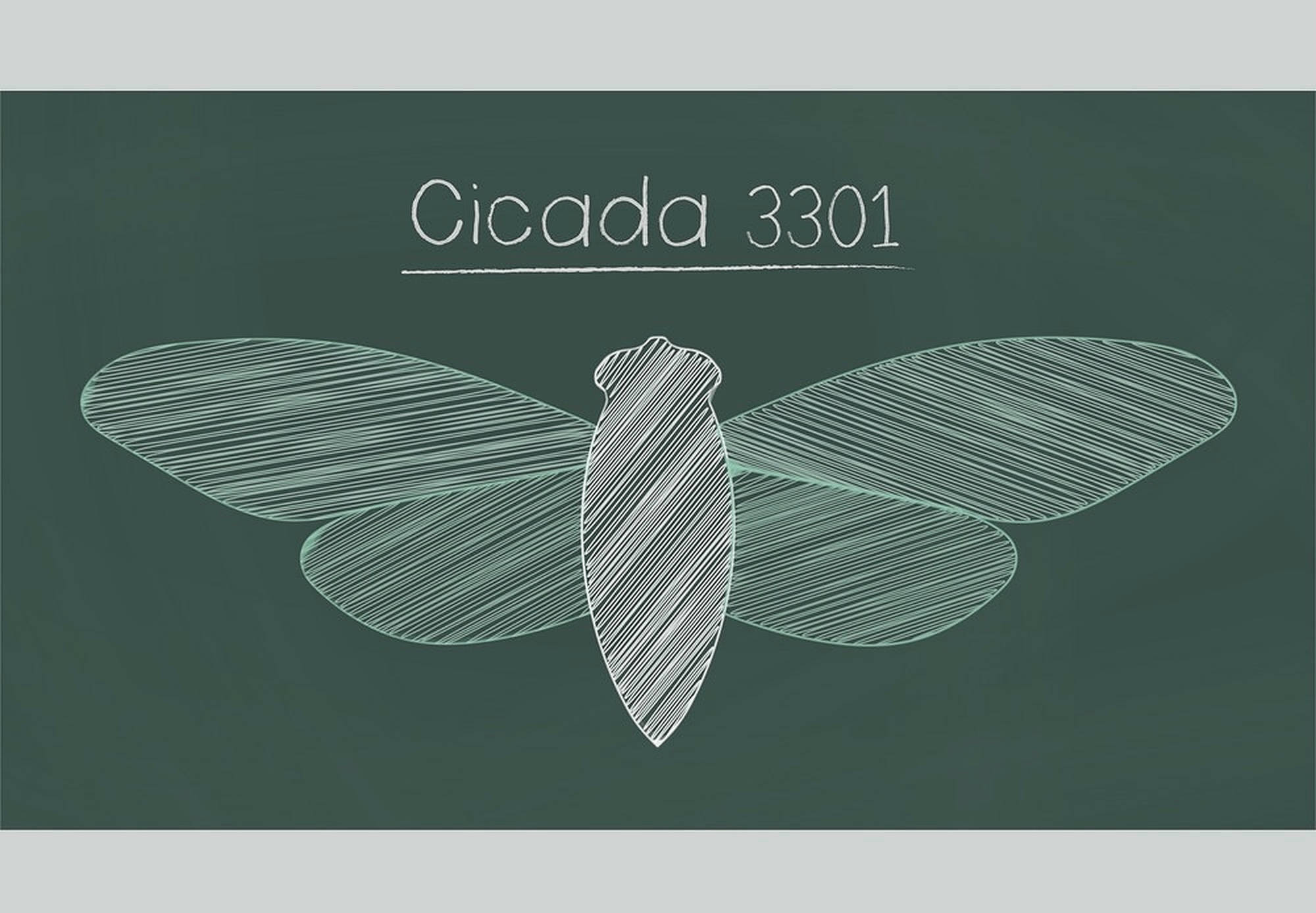神秘綠色 Cicada 3301 海報 壁紙 — 喺深綠色黑板上面用粉筆畫咗一隻蟬，標示住 Cicada 3301，翅膀細節有紋理。